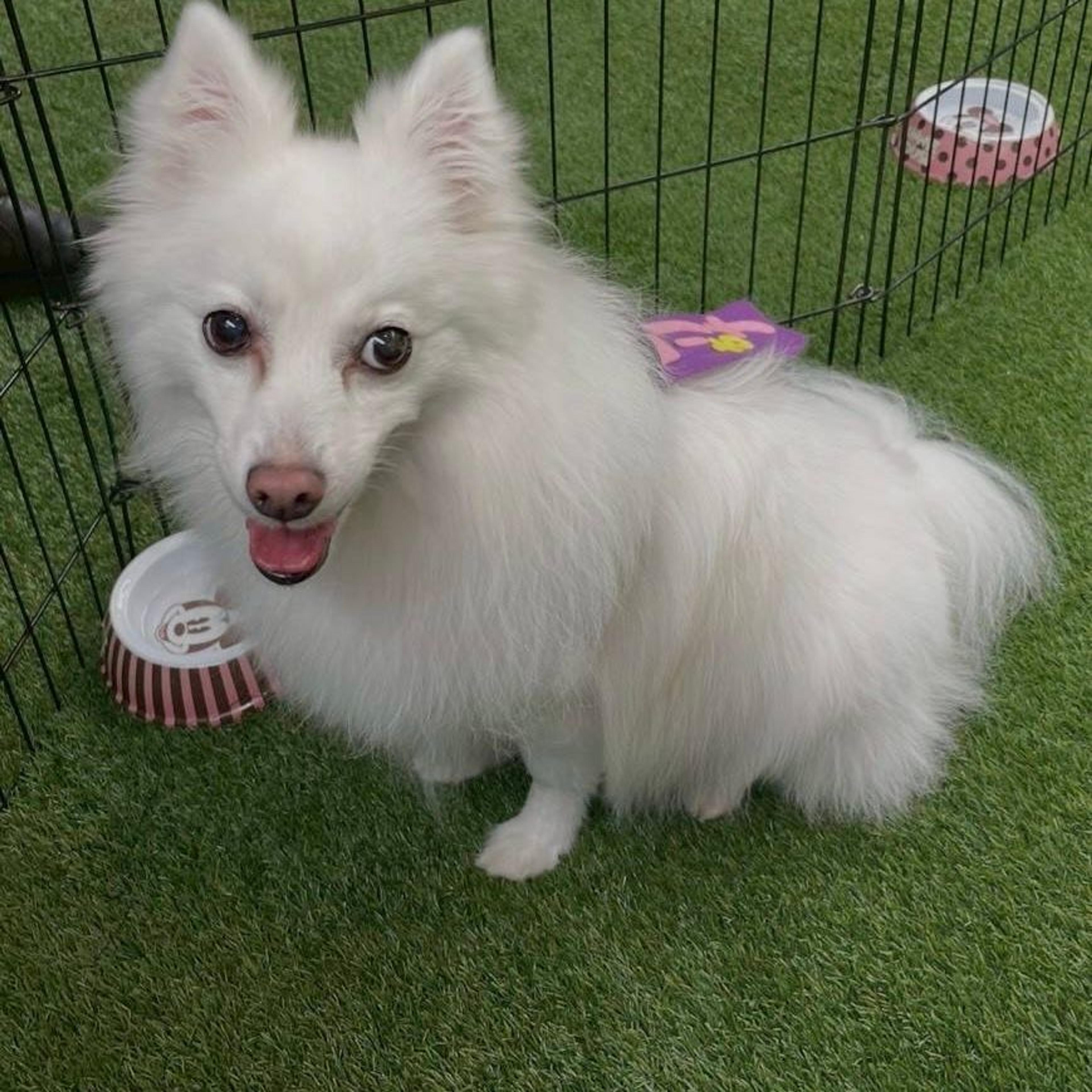 pet-image-2