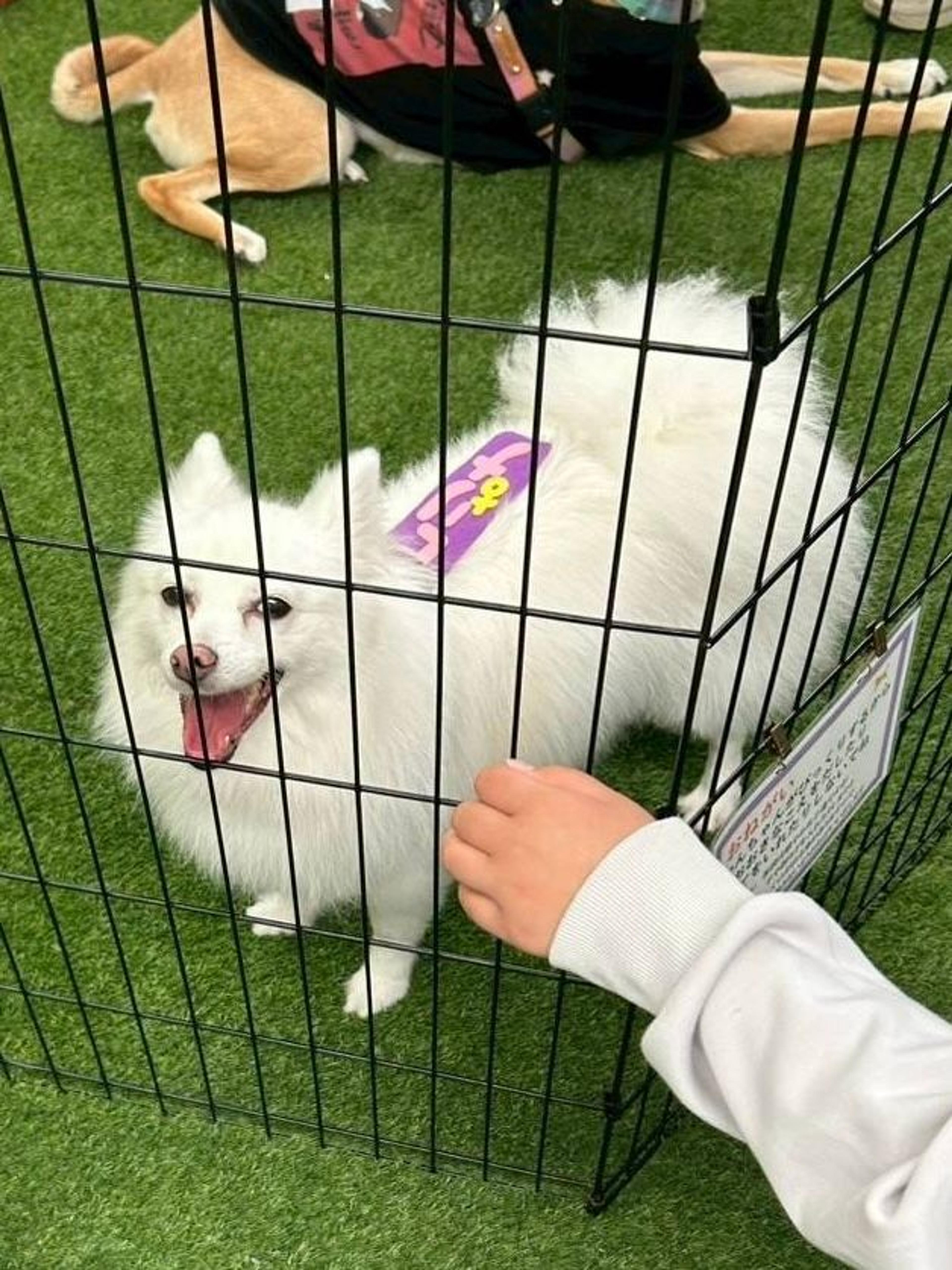 pet-image-3