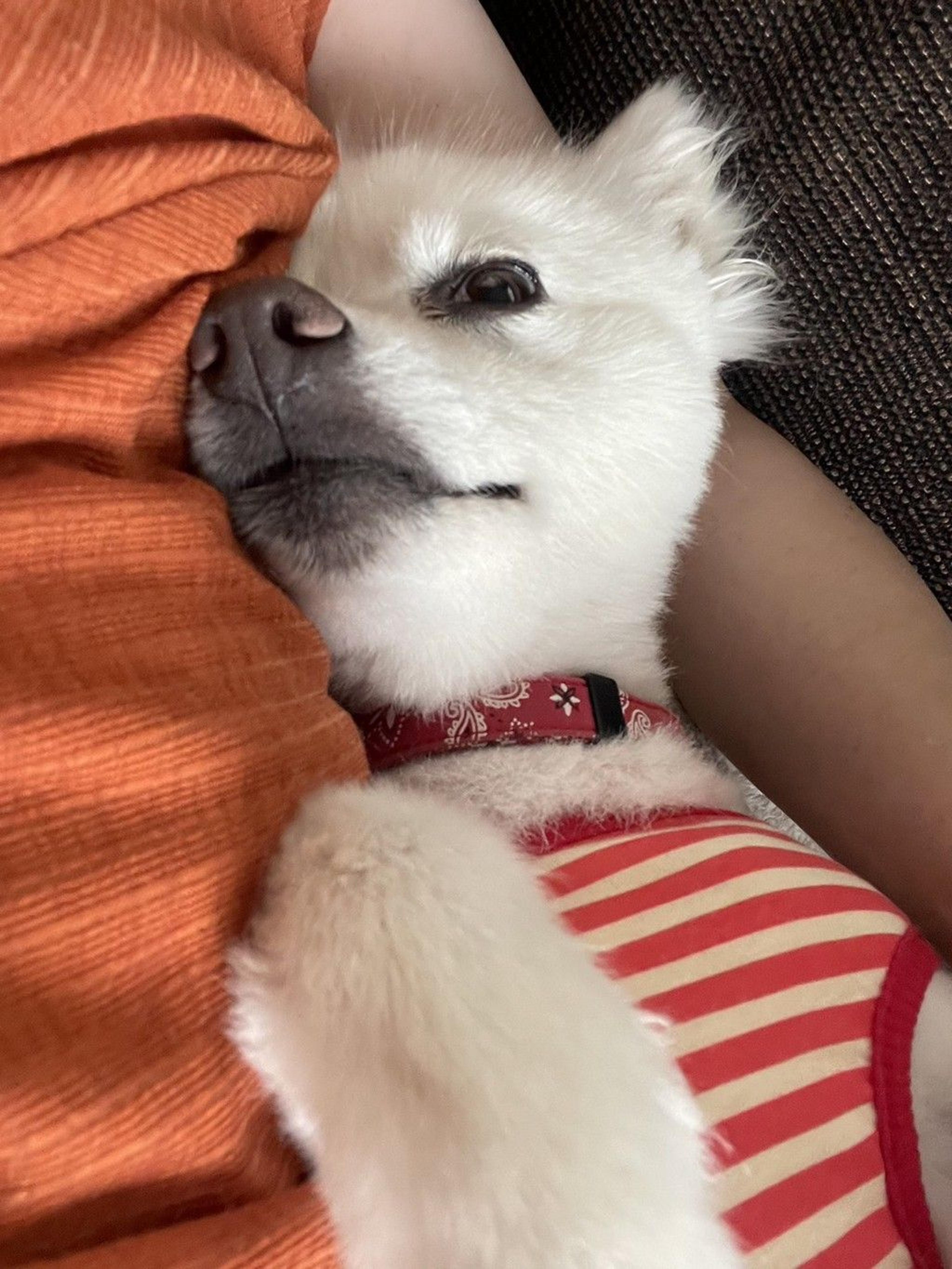 pet-image-5