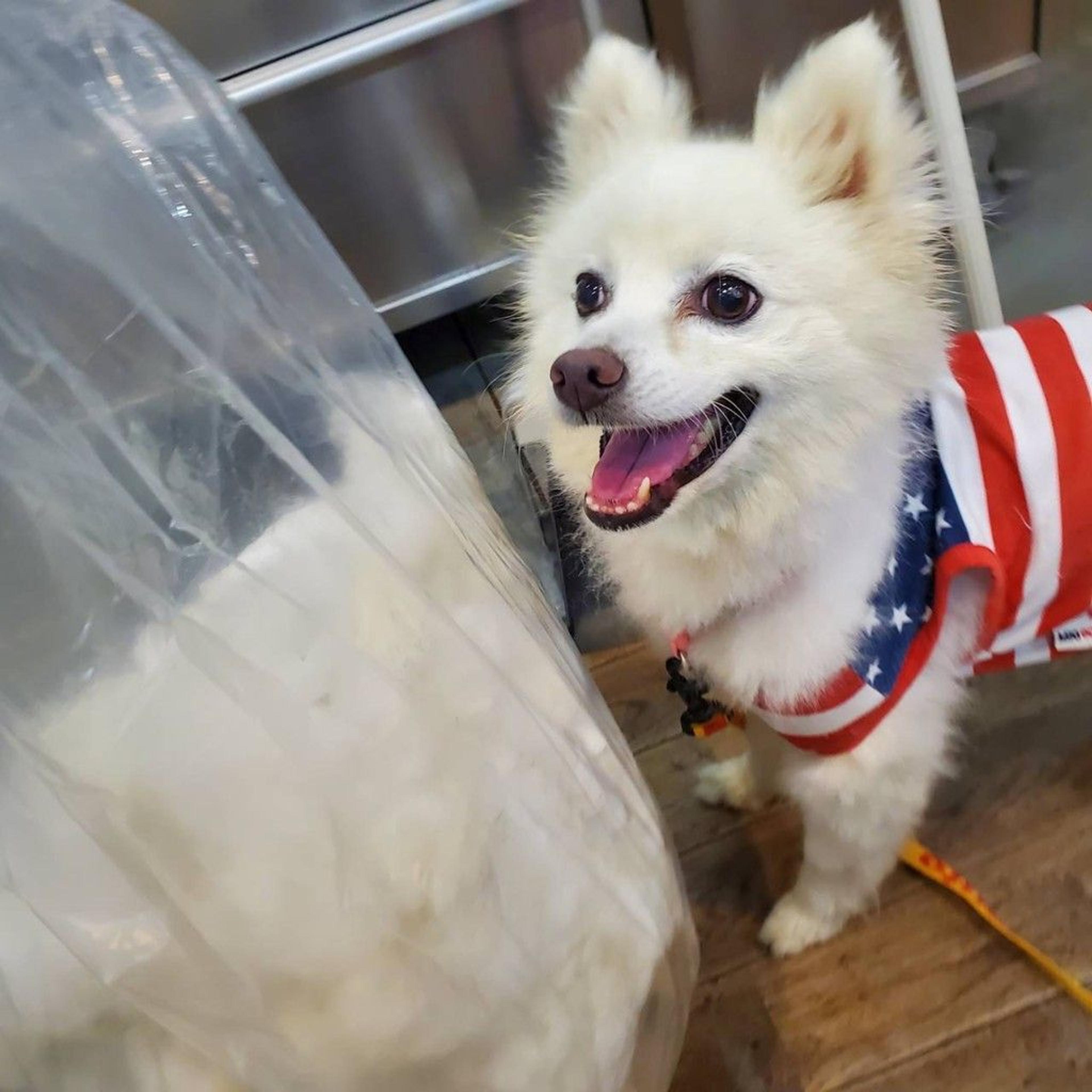 pet-image-6
