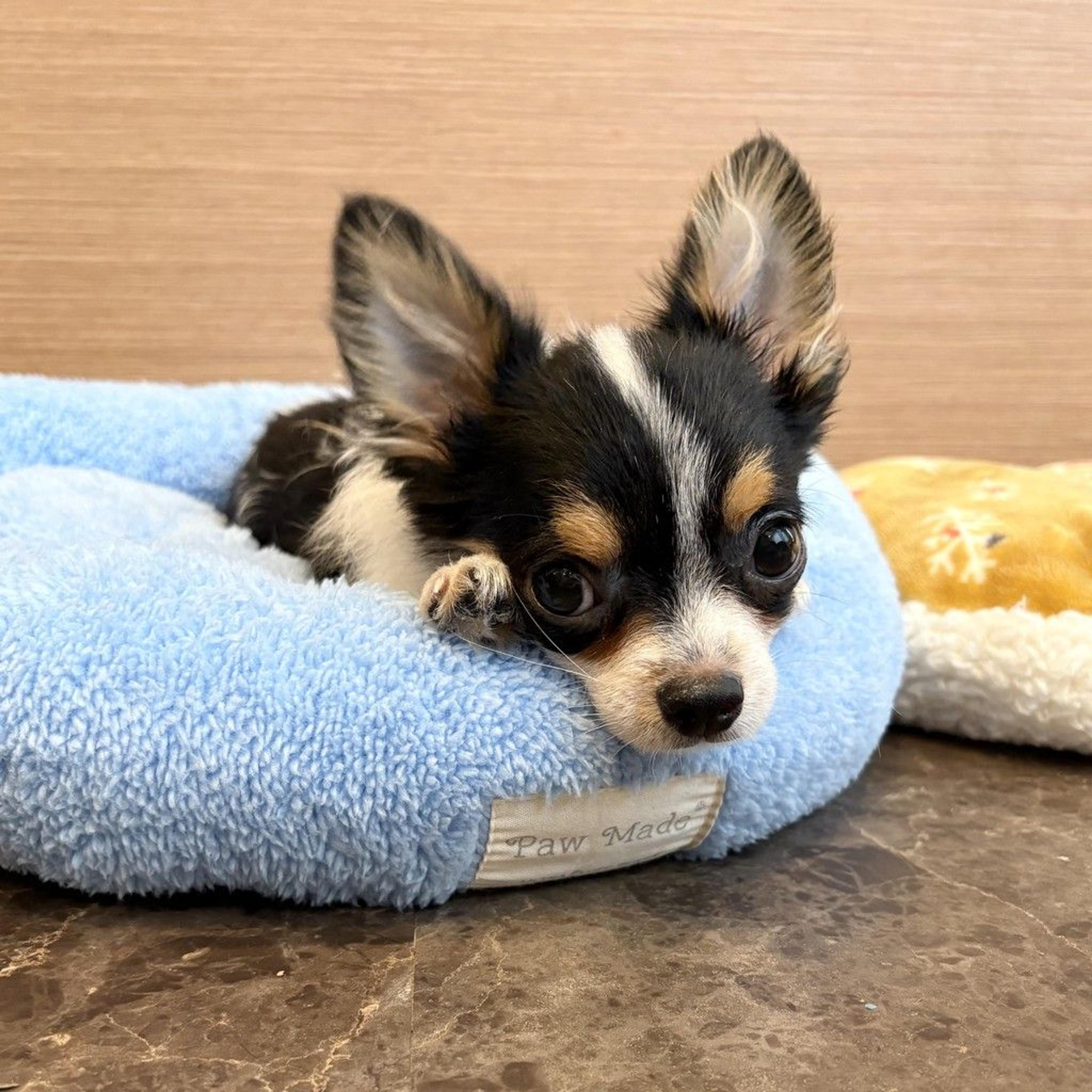 pet-image-2