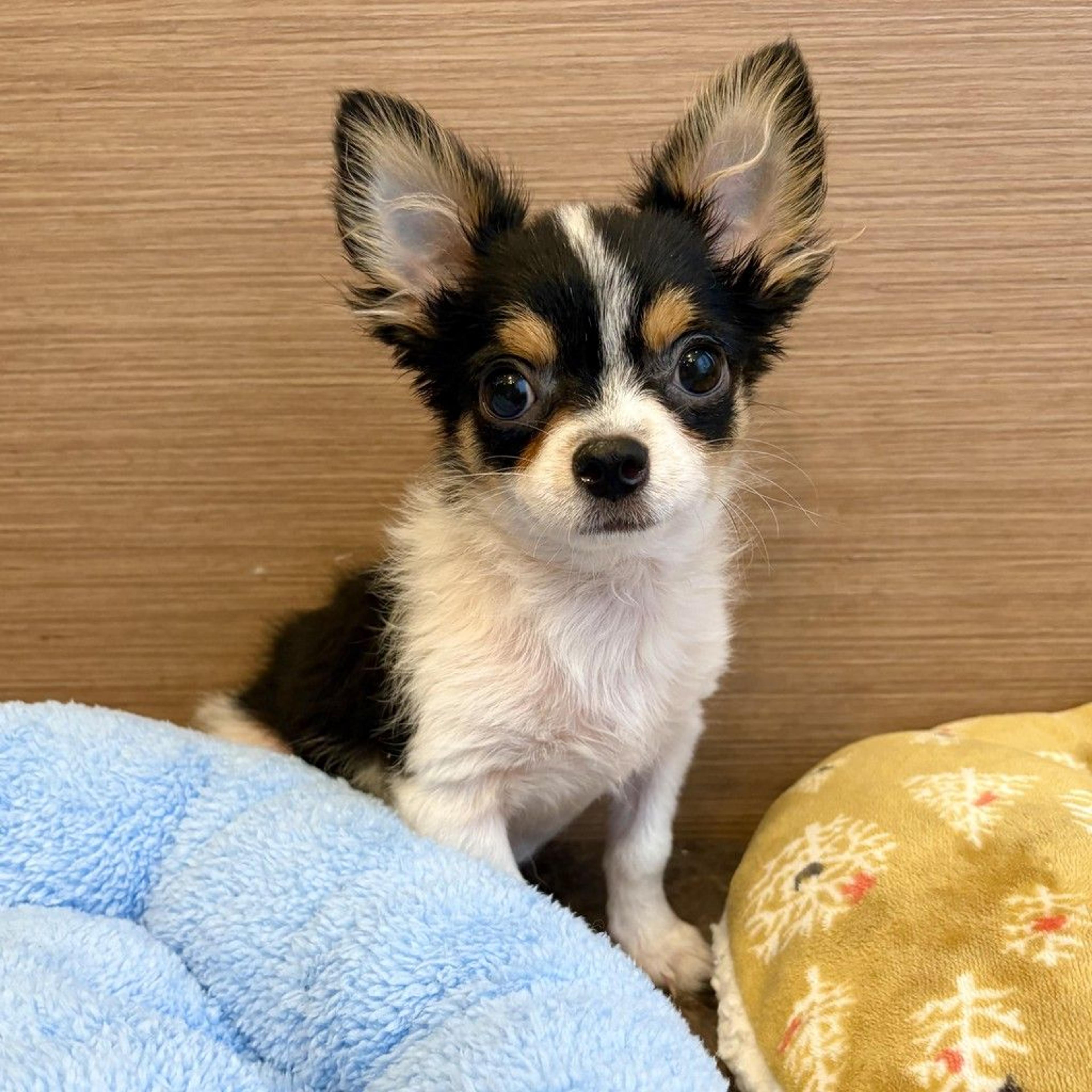 pet-image-4