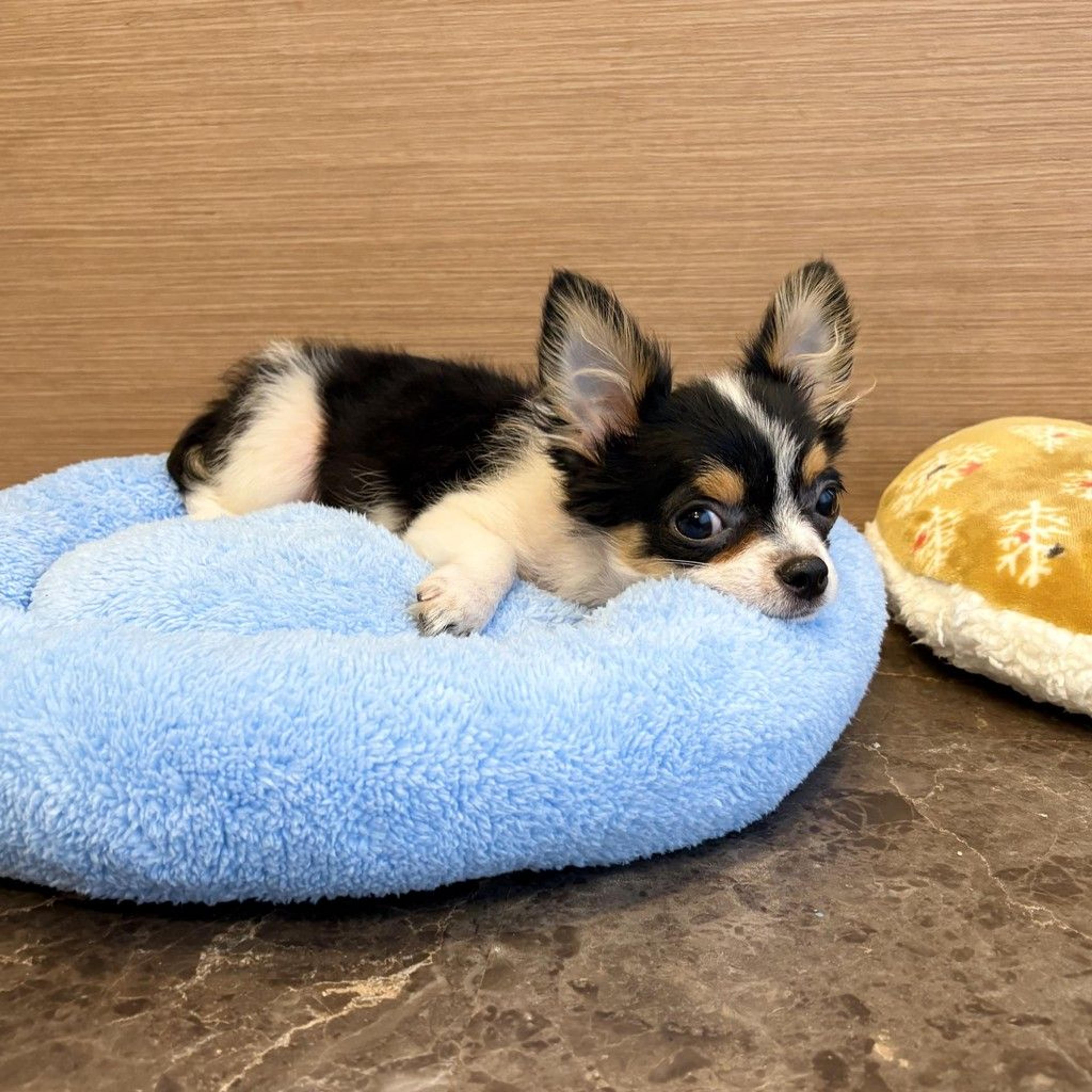 pet-image-8