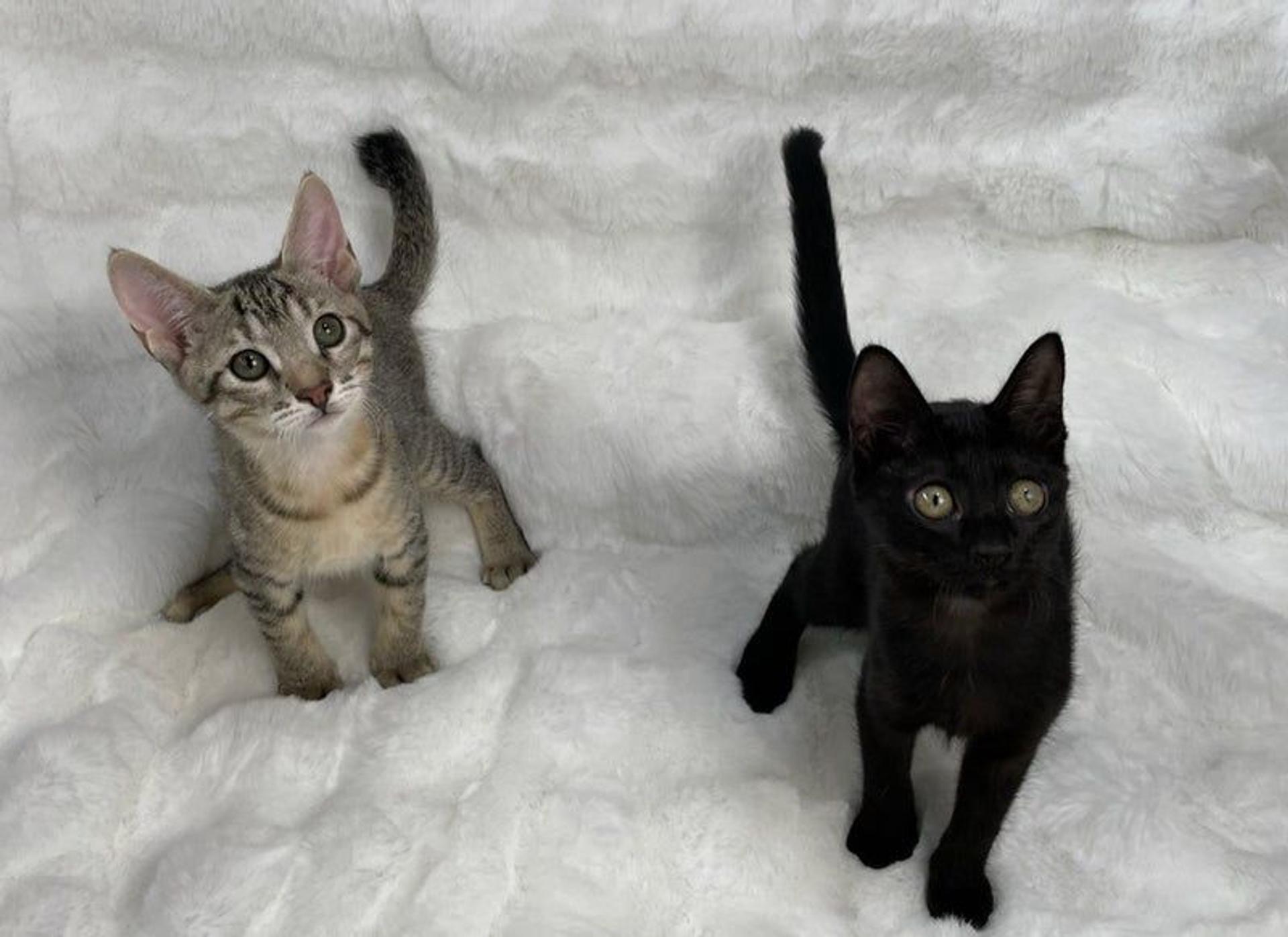 pet-image-5