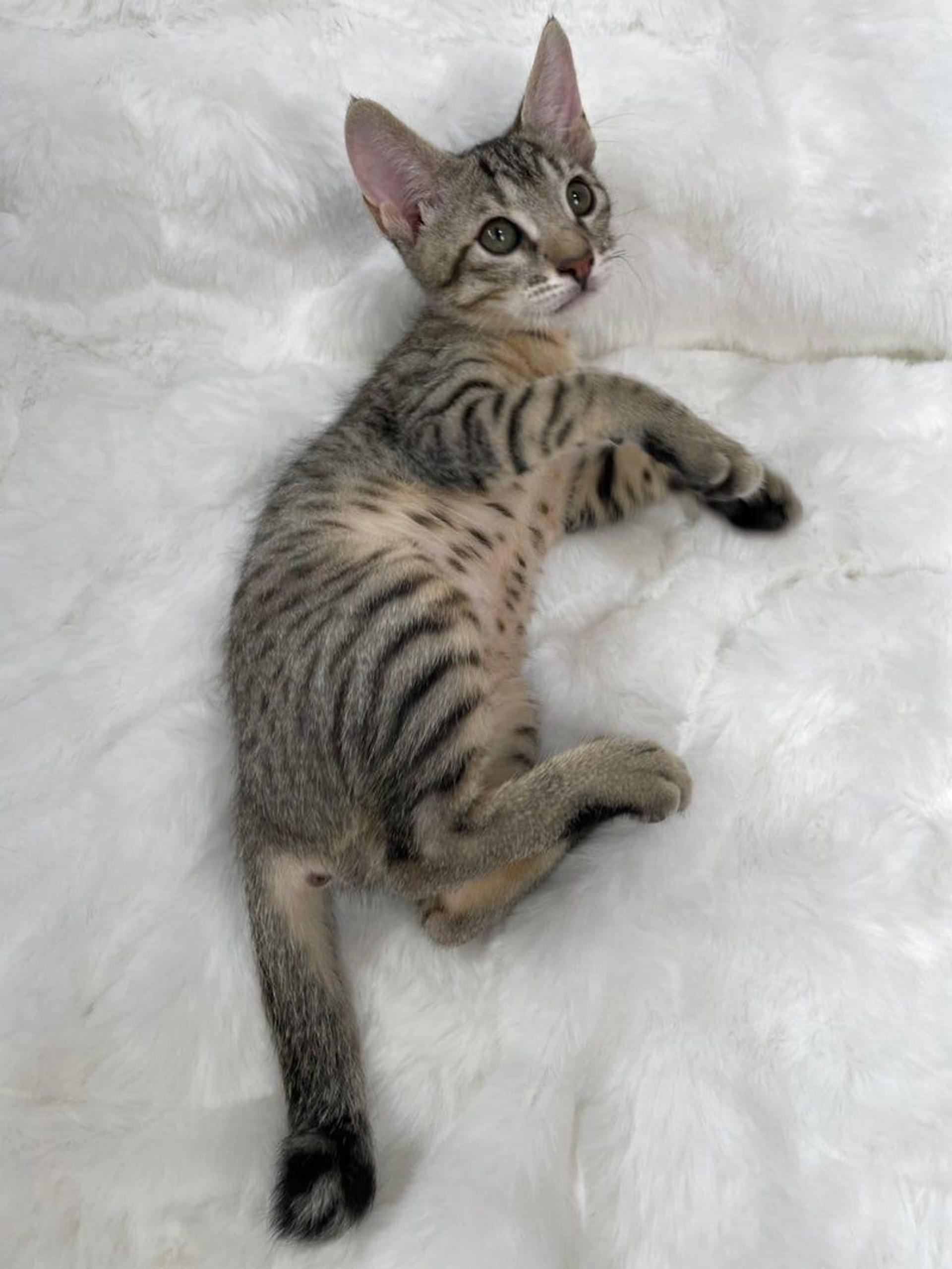 pet-image-3