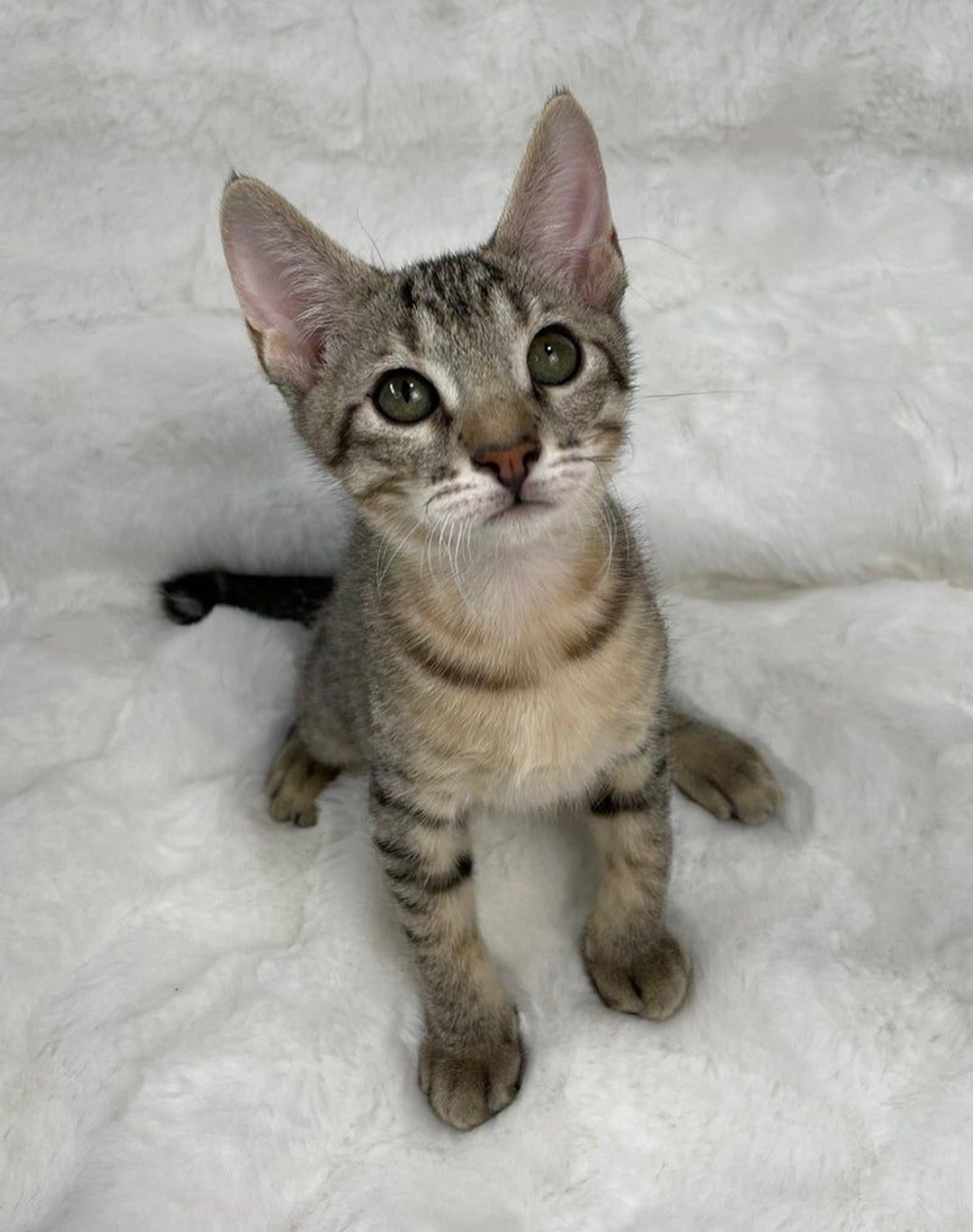 pet-image-4