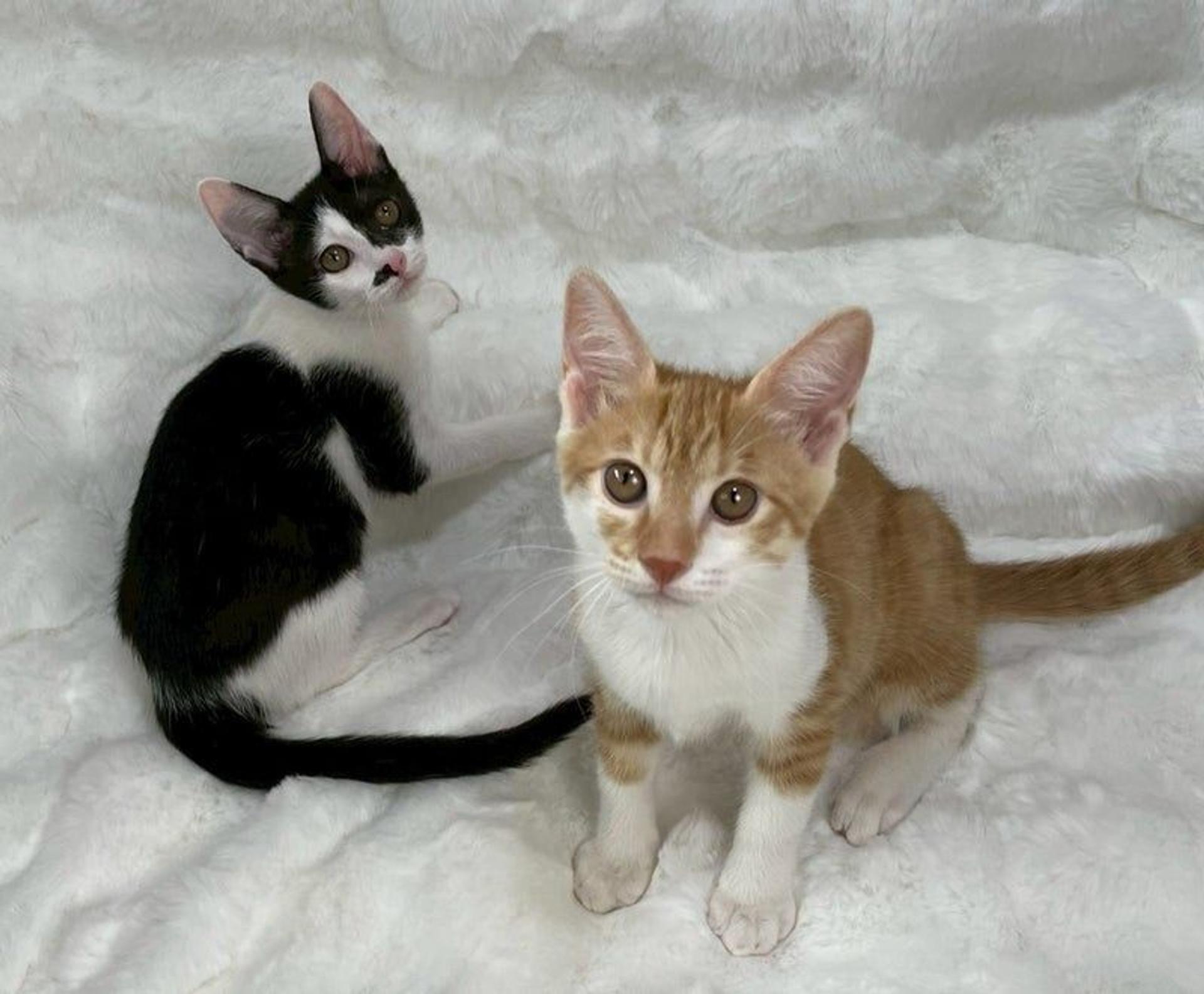 pet-image-5