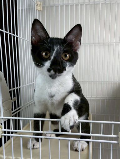 けんた