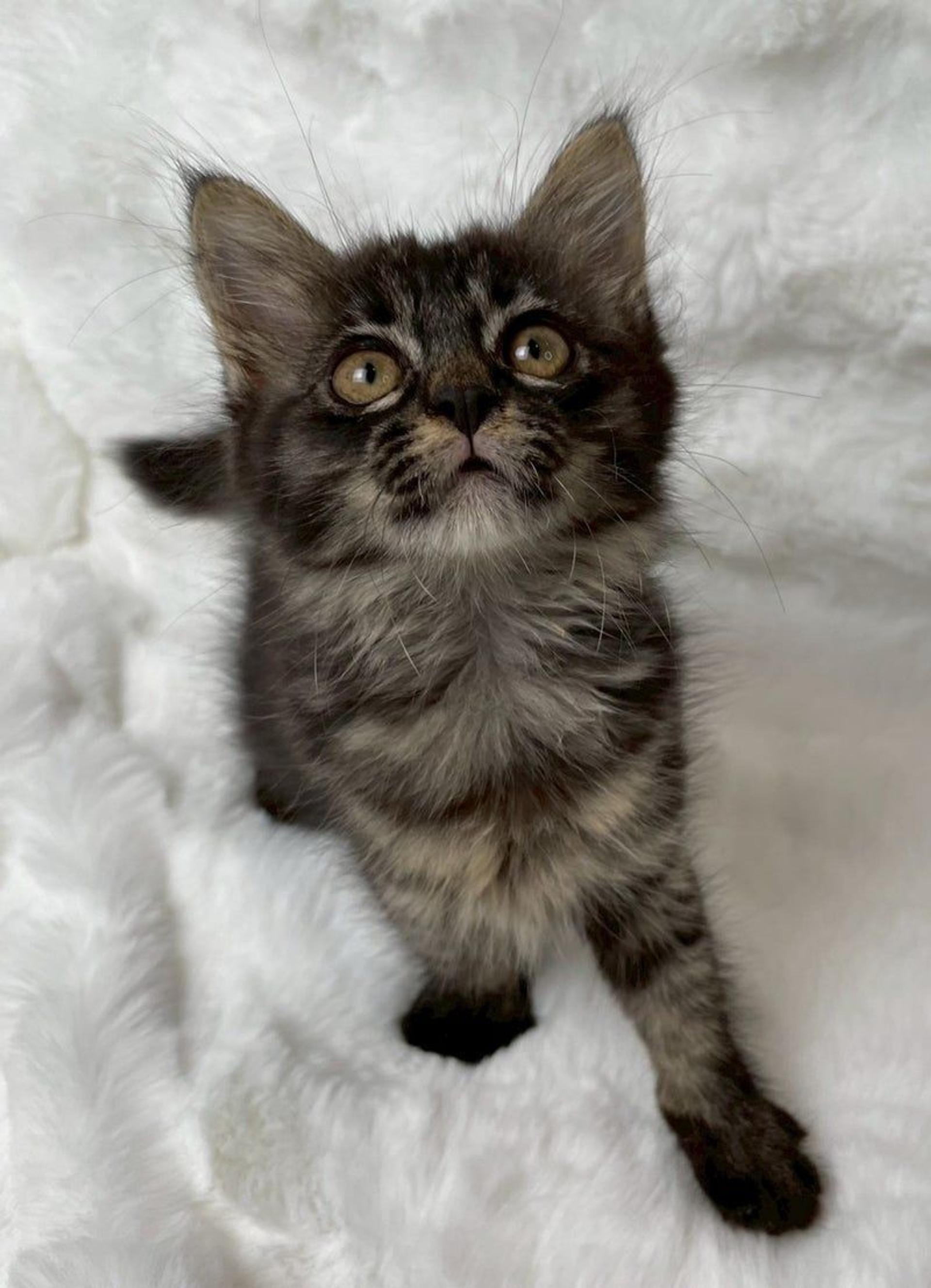 pet-image-4