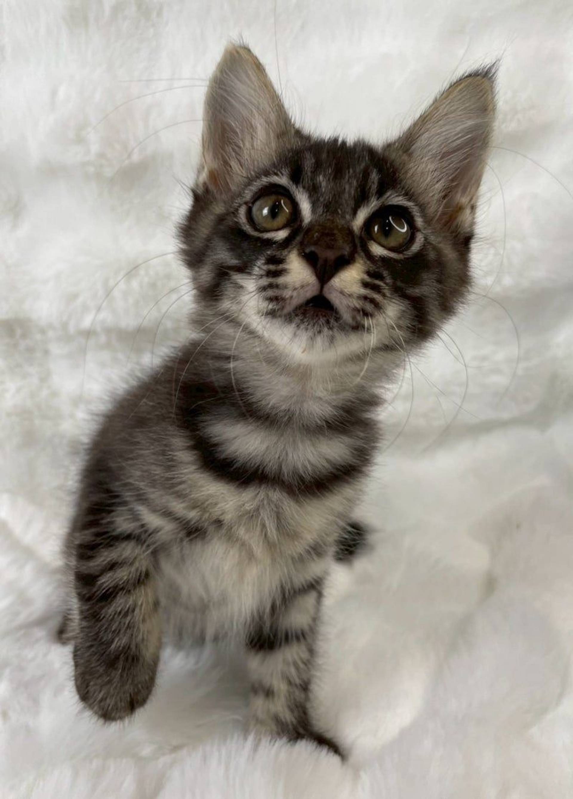雑種（ミックス猫）・オスの里親募集の写真