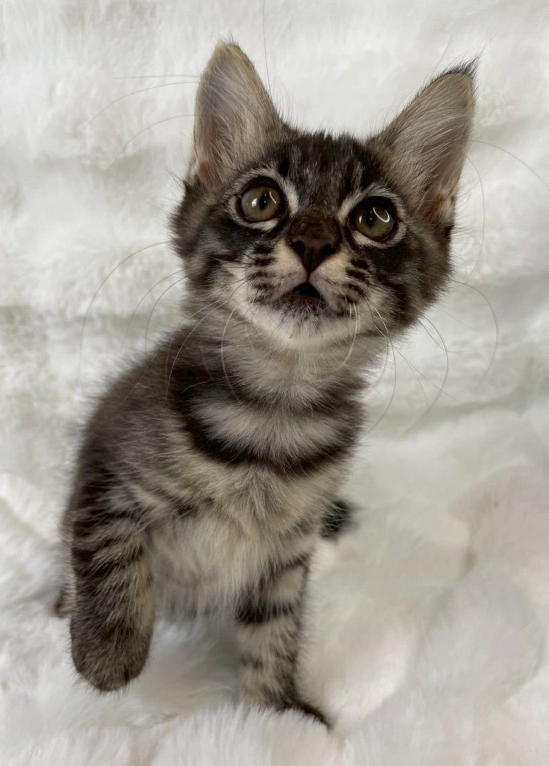 雑種（ミックス猫）・オスの里親募集の写真
