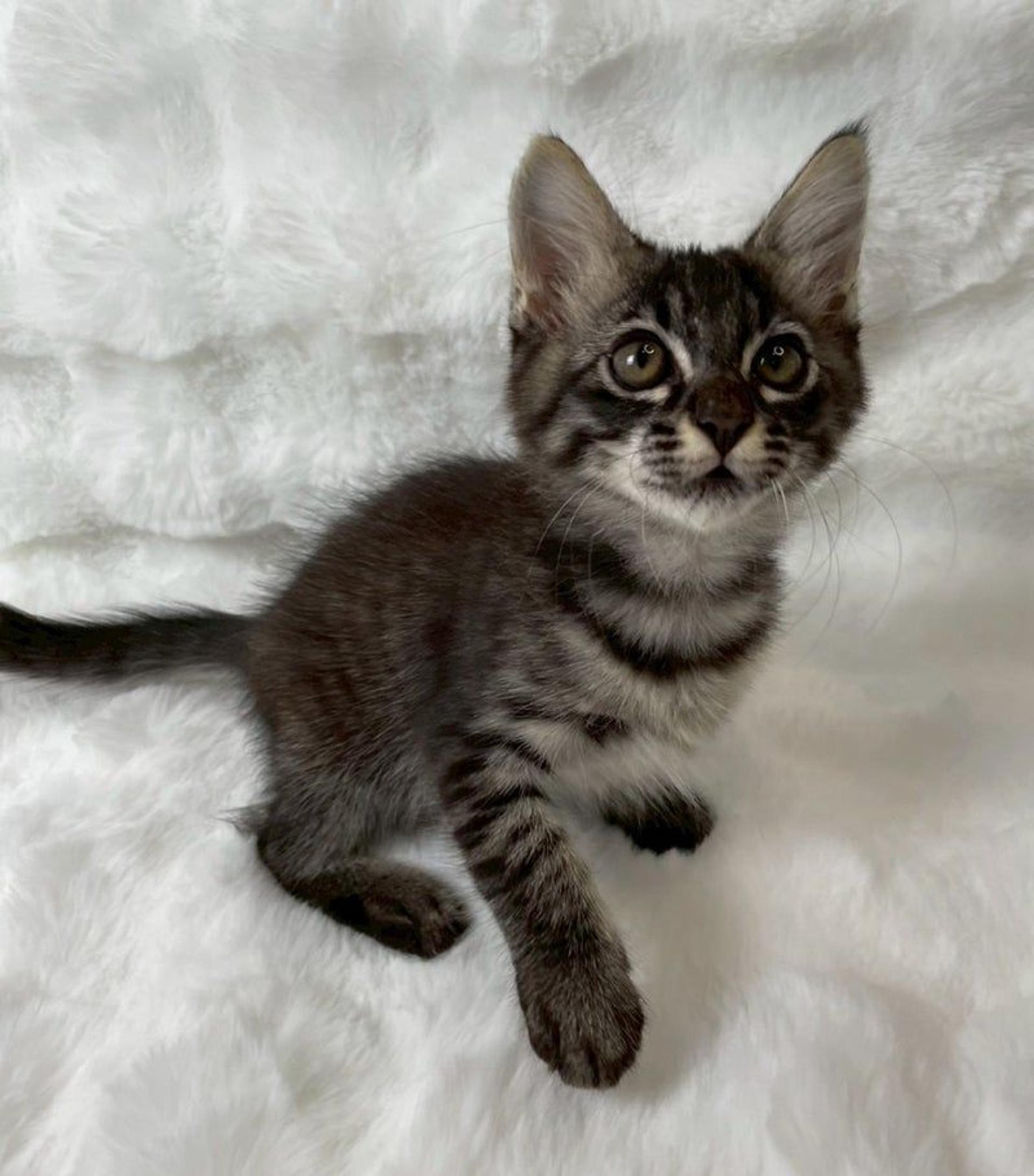 pet-image-4