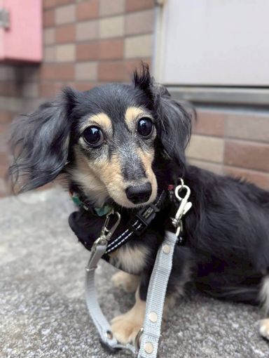 ルアナ