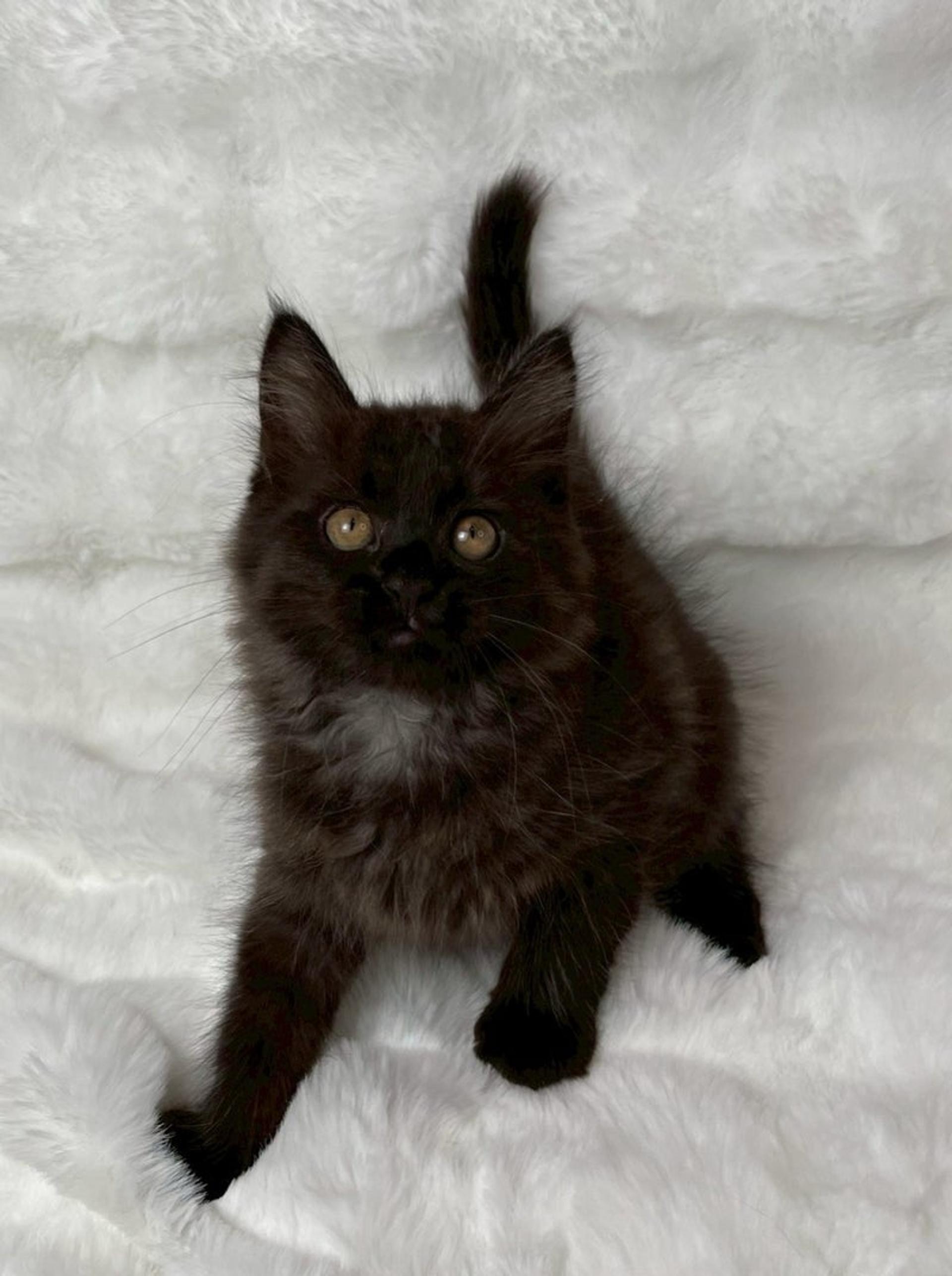 pet-image-4