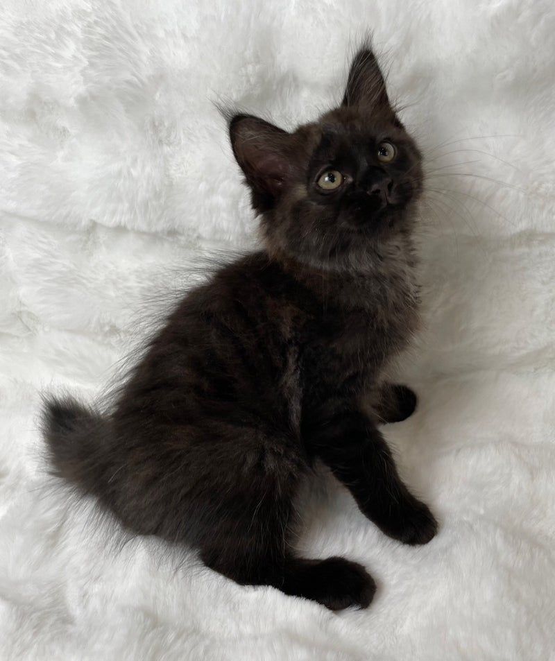 ✨黒猫さま専用ページ✨ 猫専用 ペットホテル&ペットシッター カギしっぽ | 『カギしっぽ