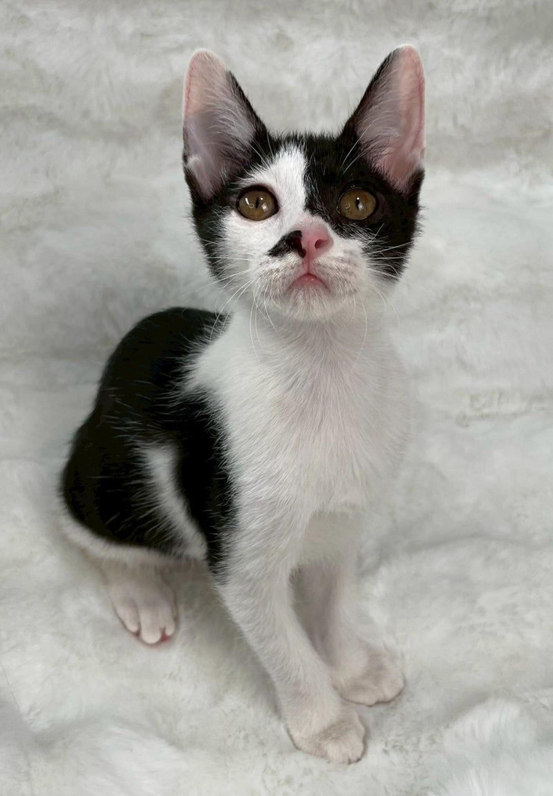 pet-image-4
