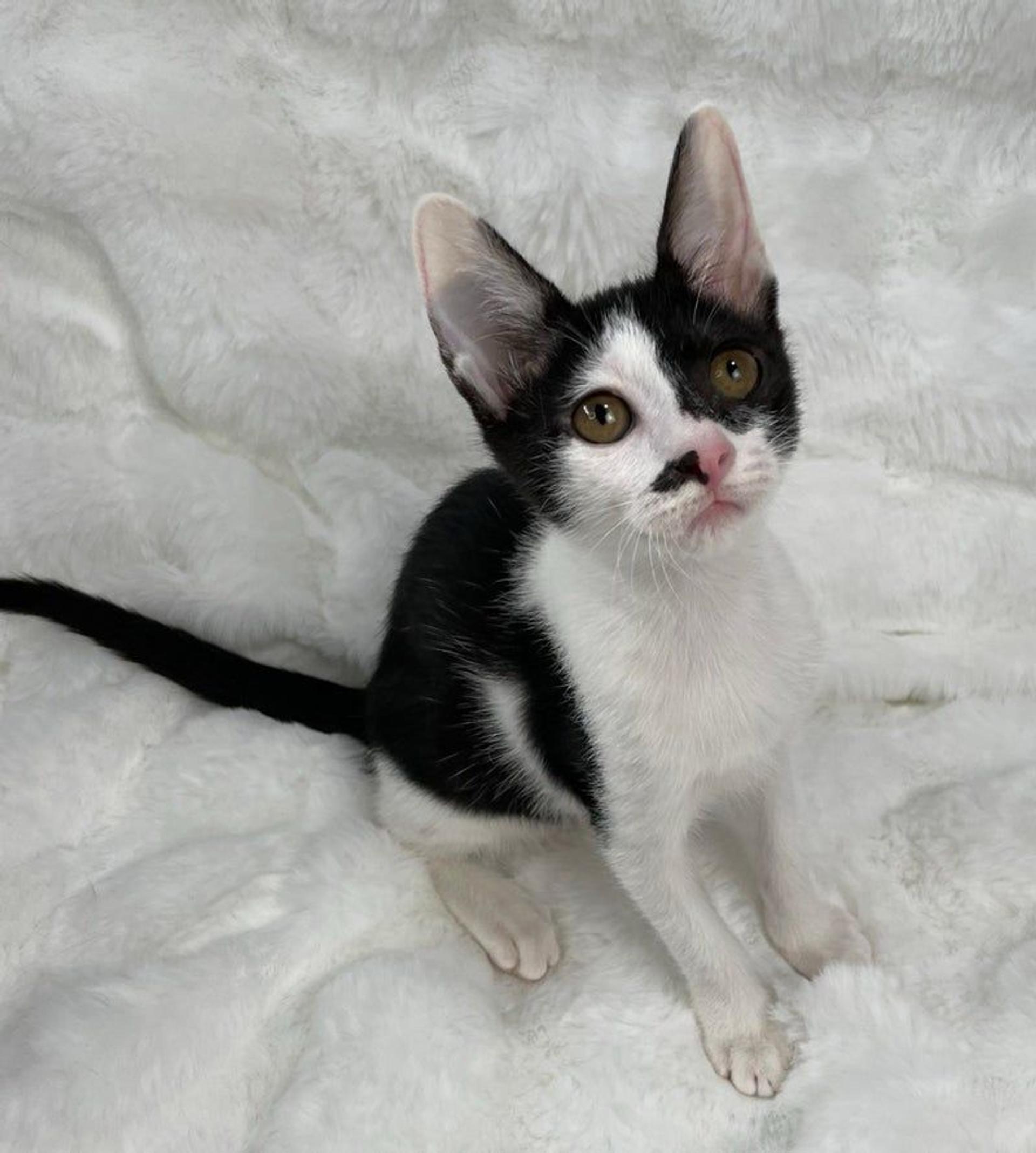 pet-image-3