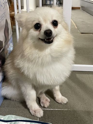 ヤヤ