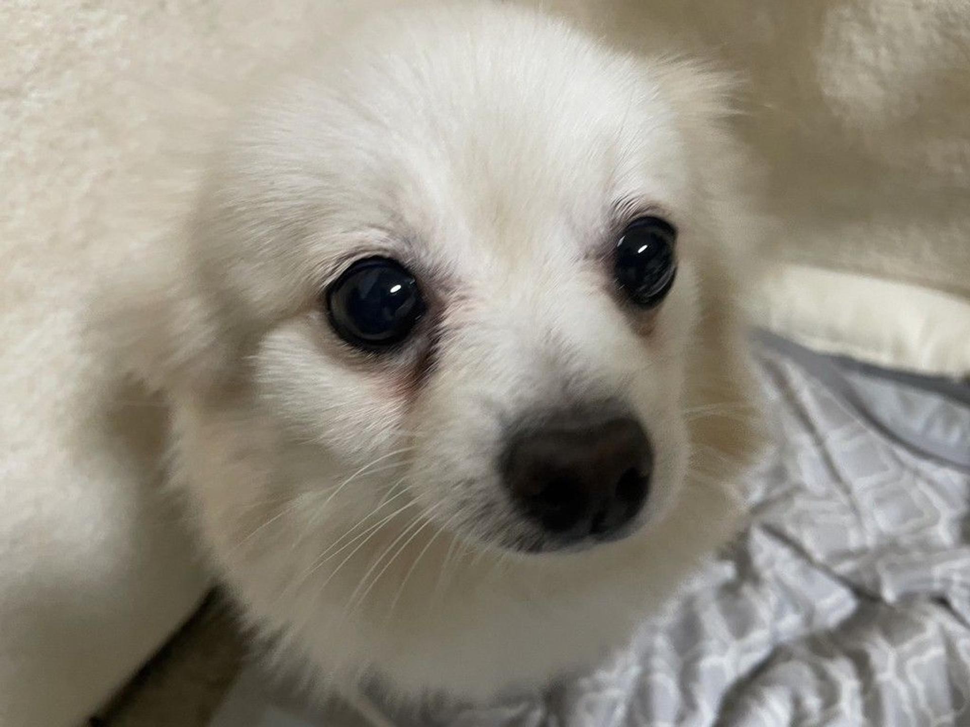 pet-image-2