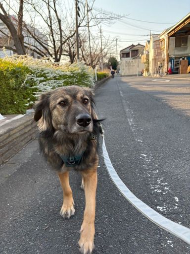 雑種（ミックス犬）・メスの里親募集の写真