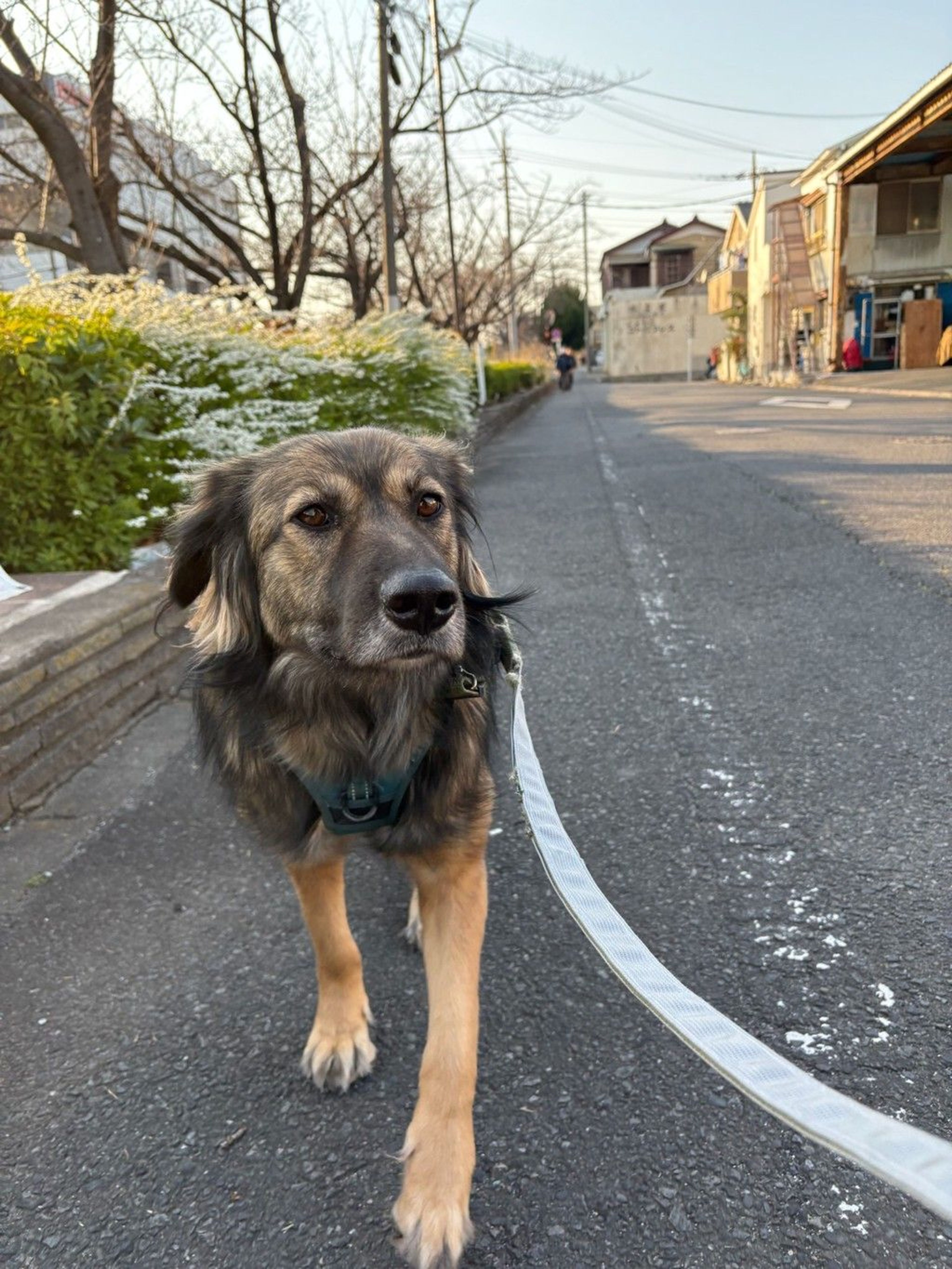 雑種（ミックス犬）・メスの里親募集の写真