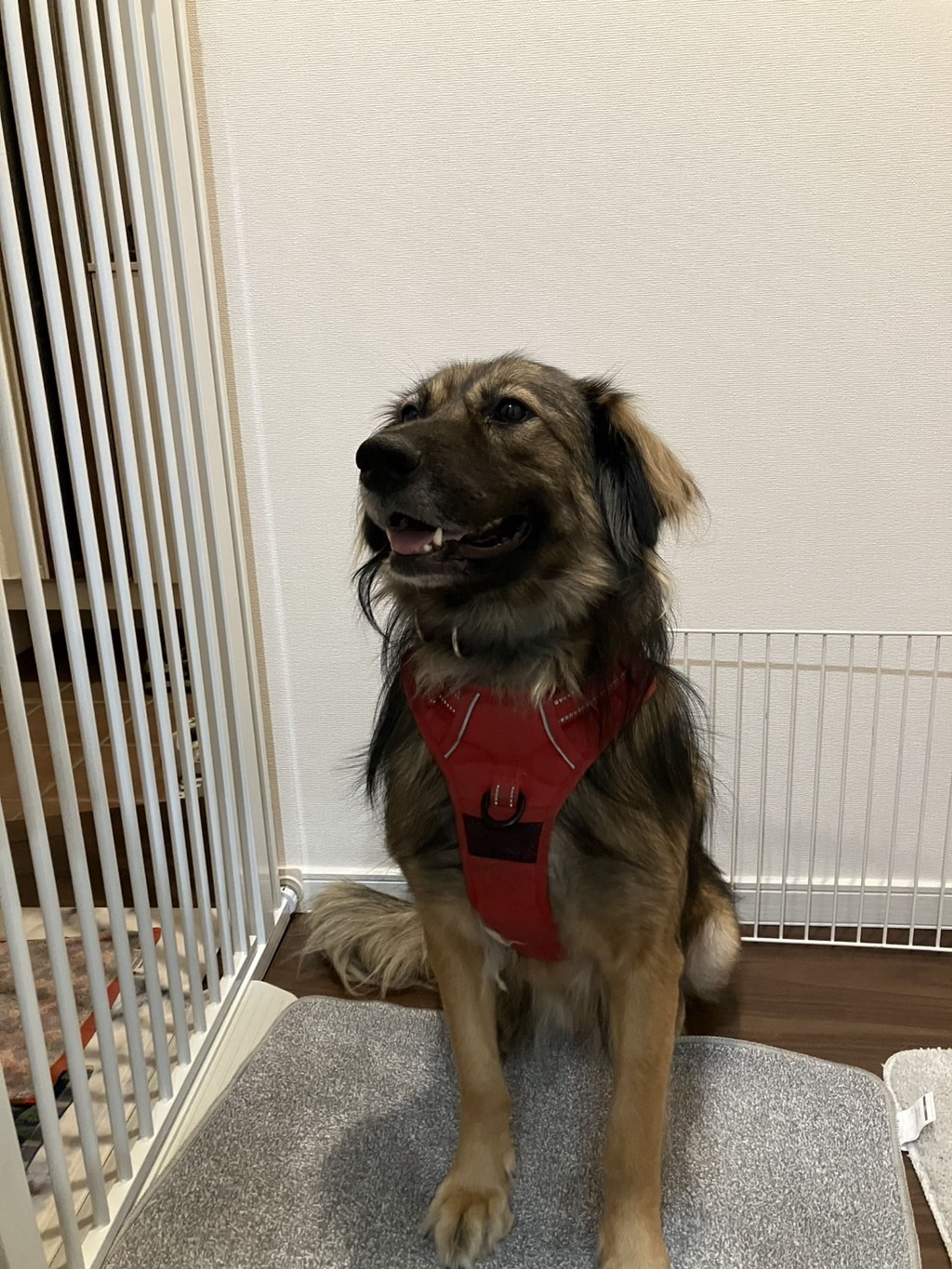 雑種（ミックス犬）・メスの里親募集の写真
