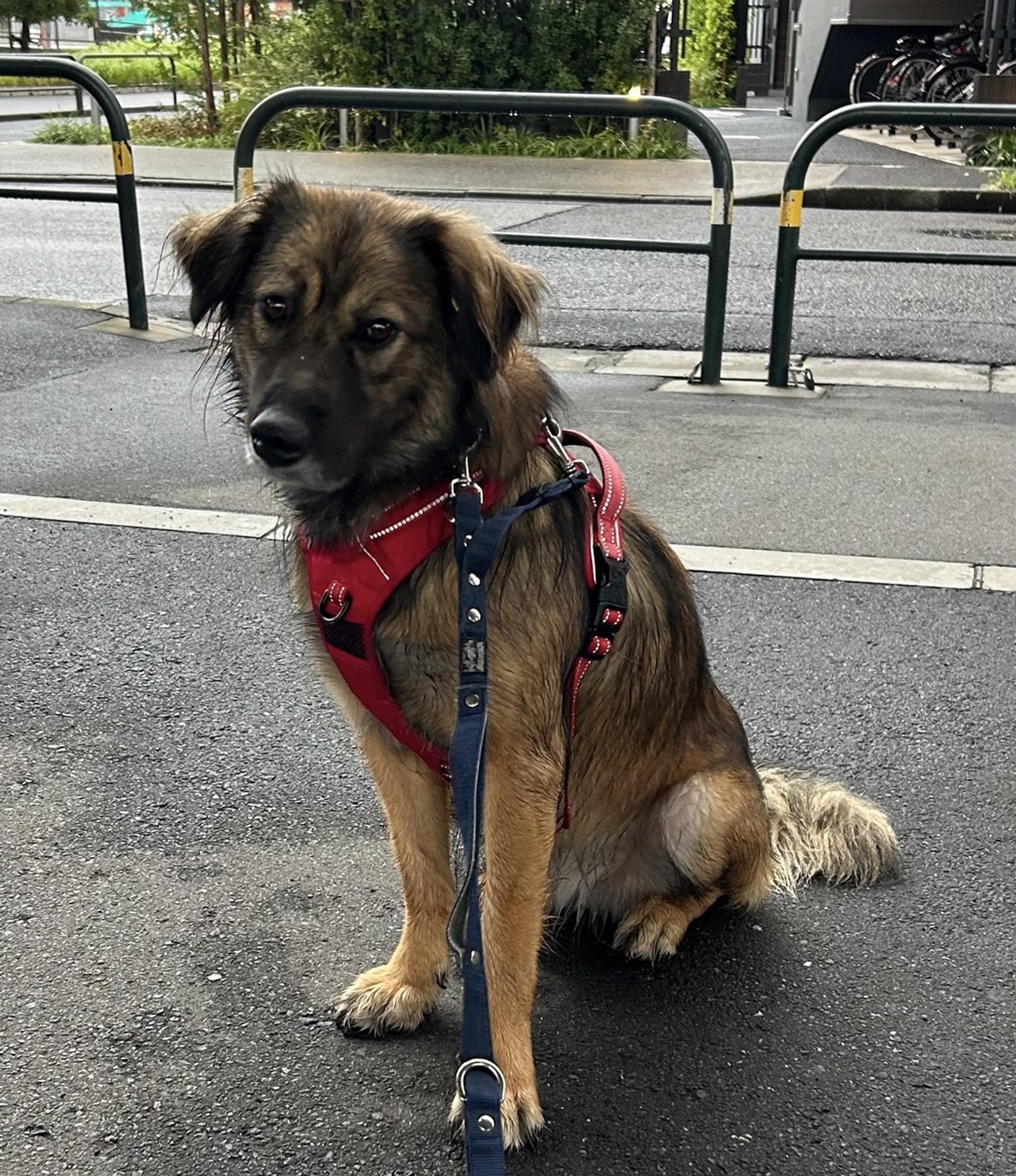 pet-image-3