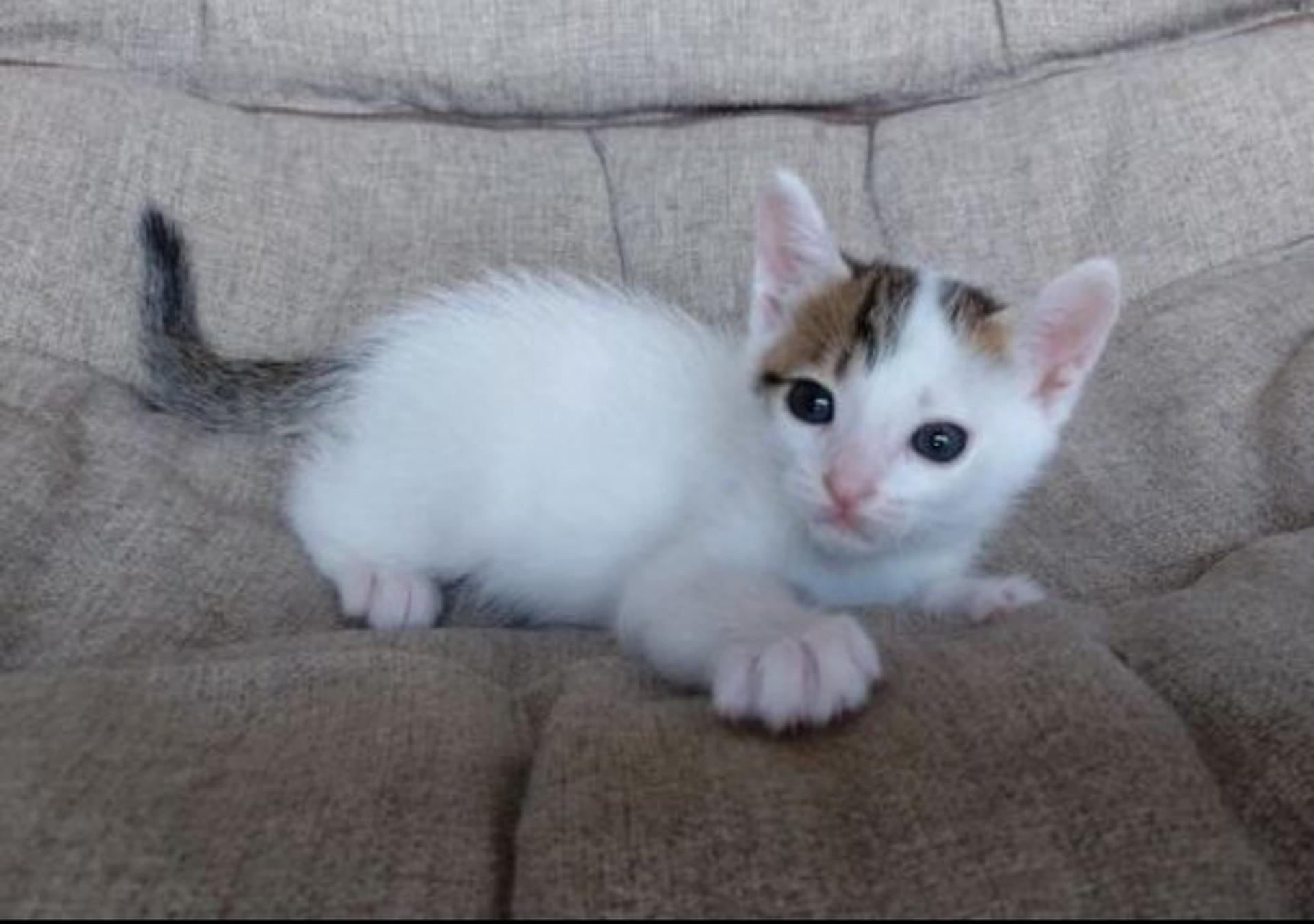 pet-image-4