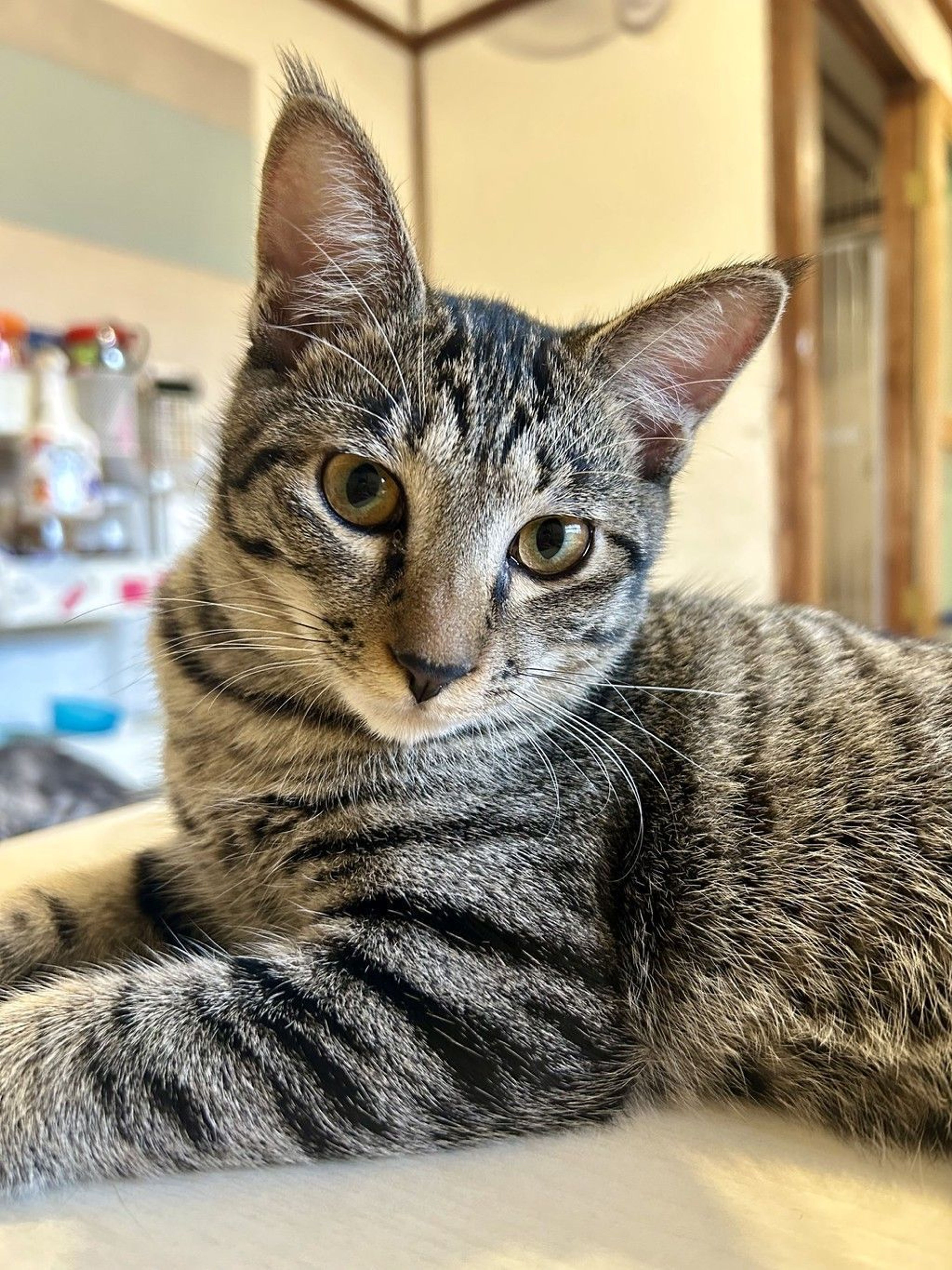雑種（ミックス猫）・メスの里親募集の写真