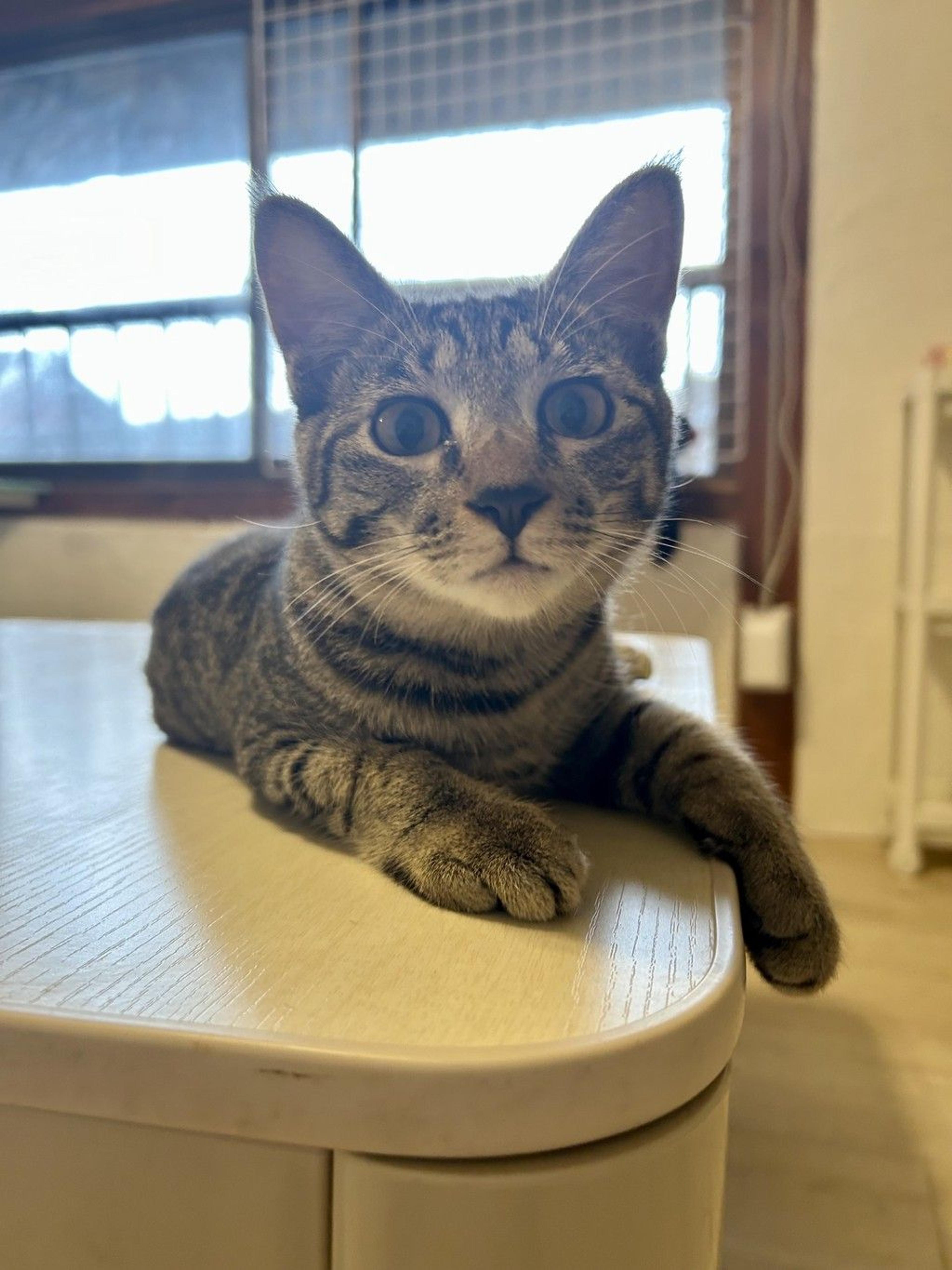 pet-image-3