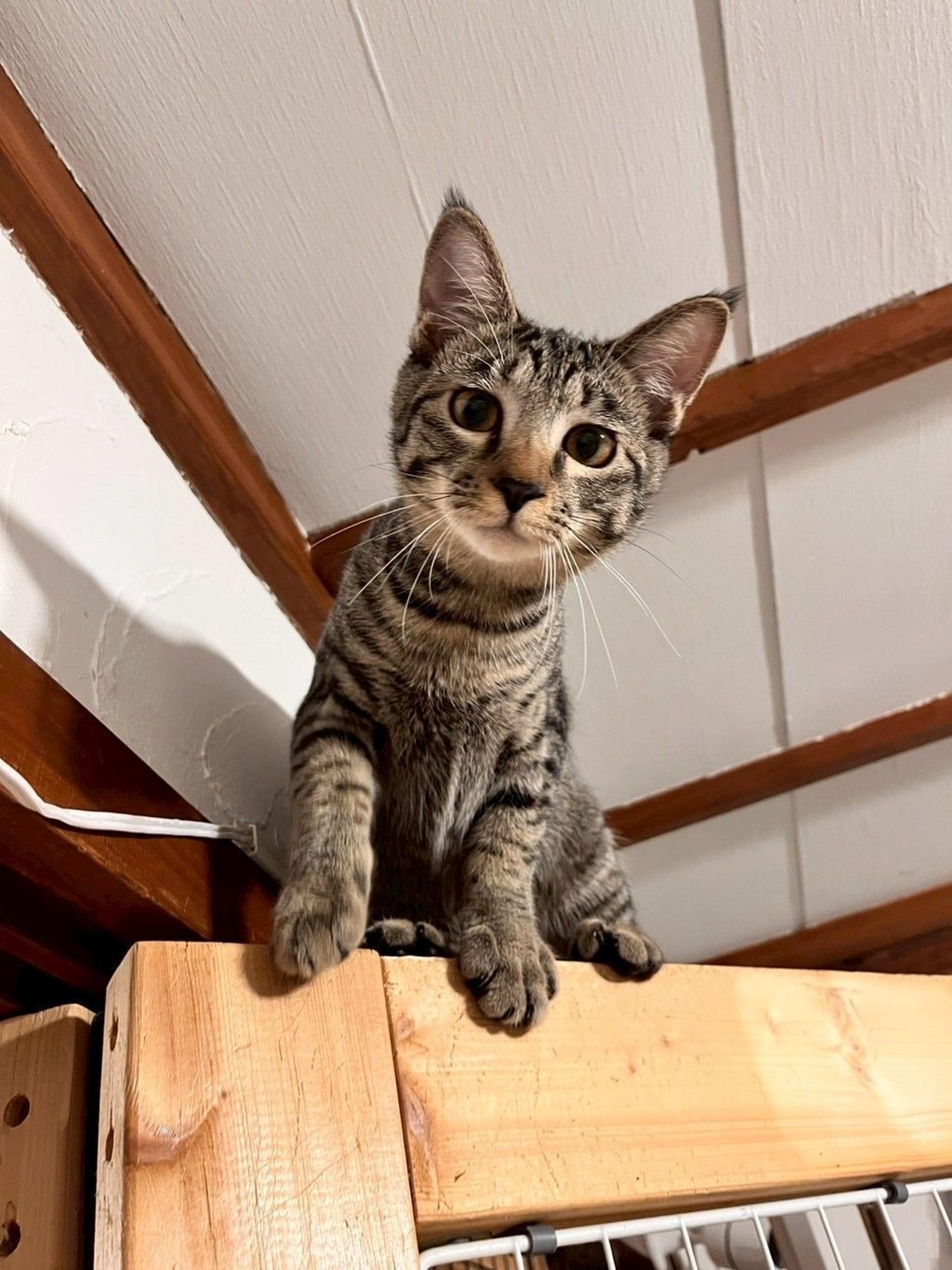 pet-image-6