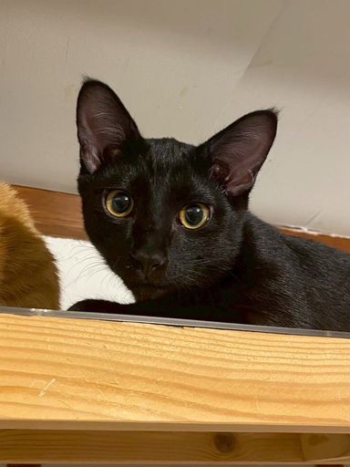 雑種（ミックス猫）・オスの里親募集の写真