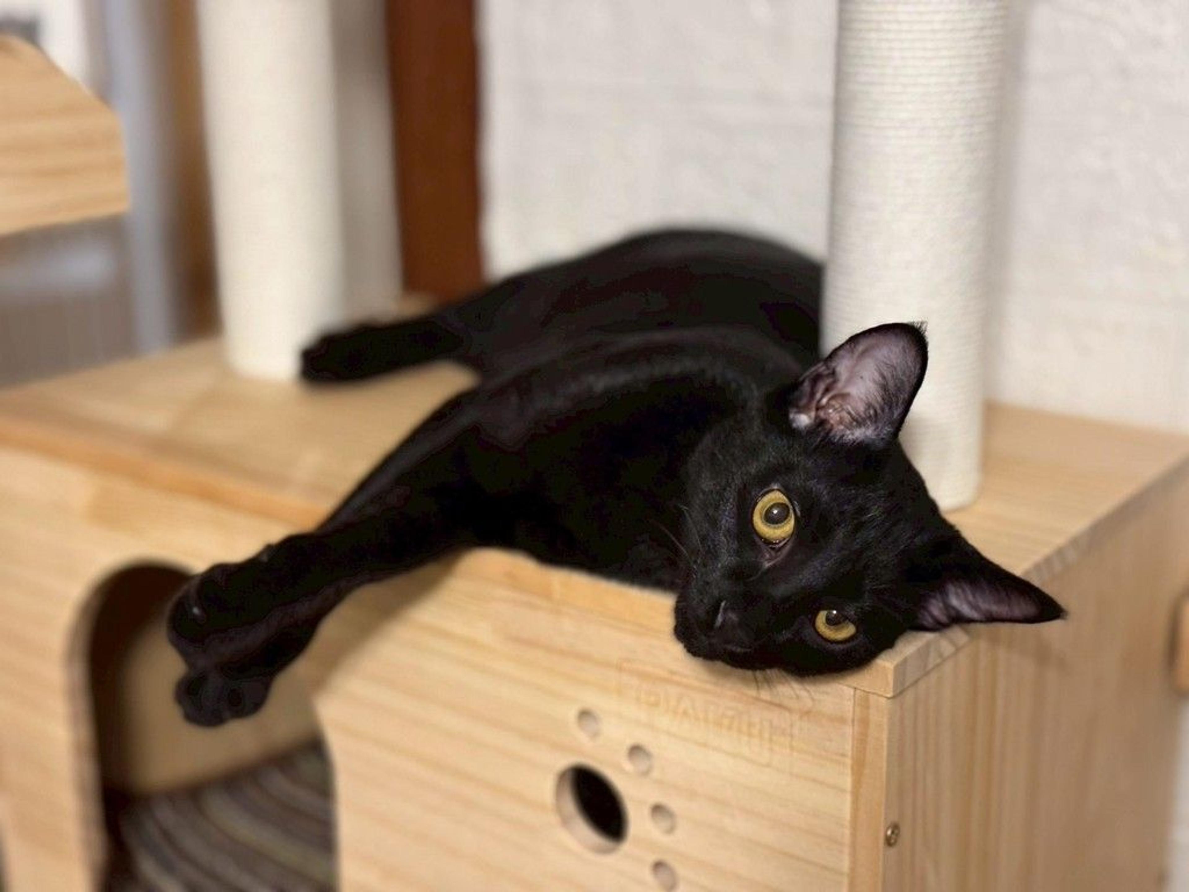 pet-image-2