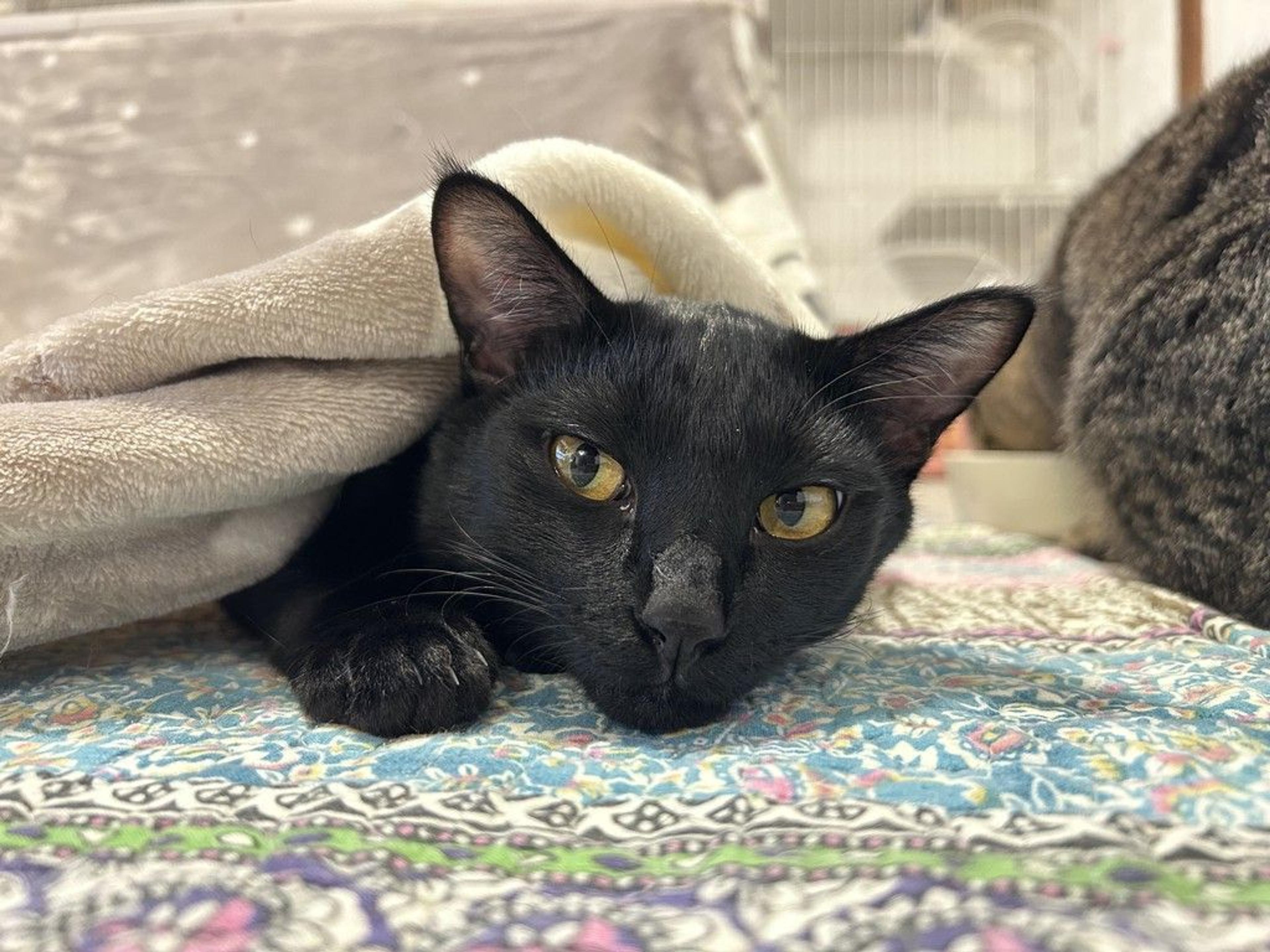pet-image-8