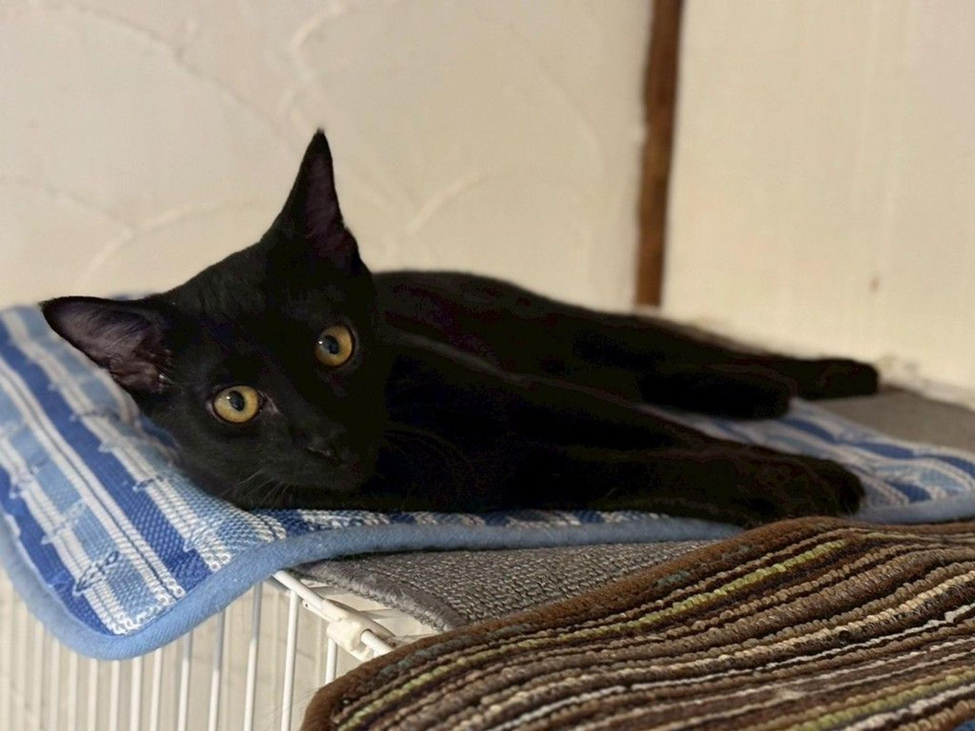 pet-image-3