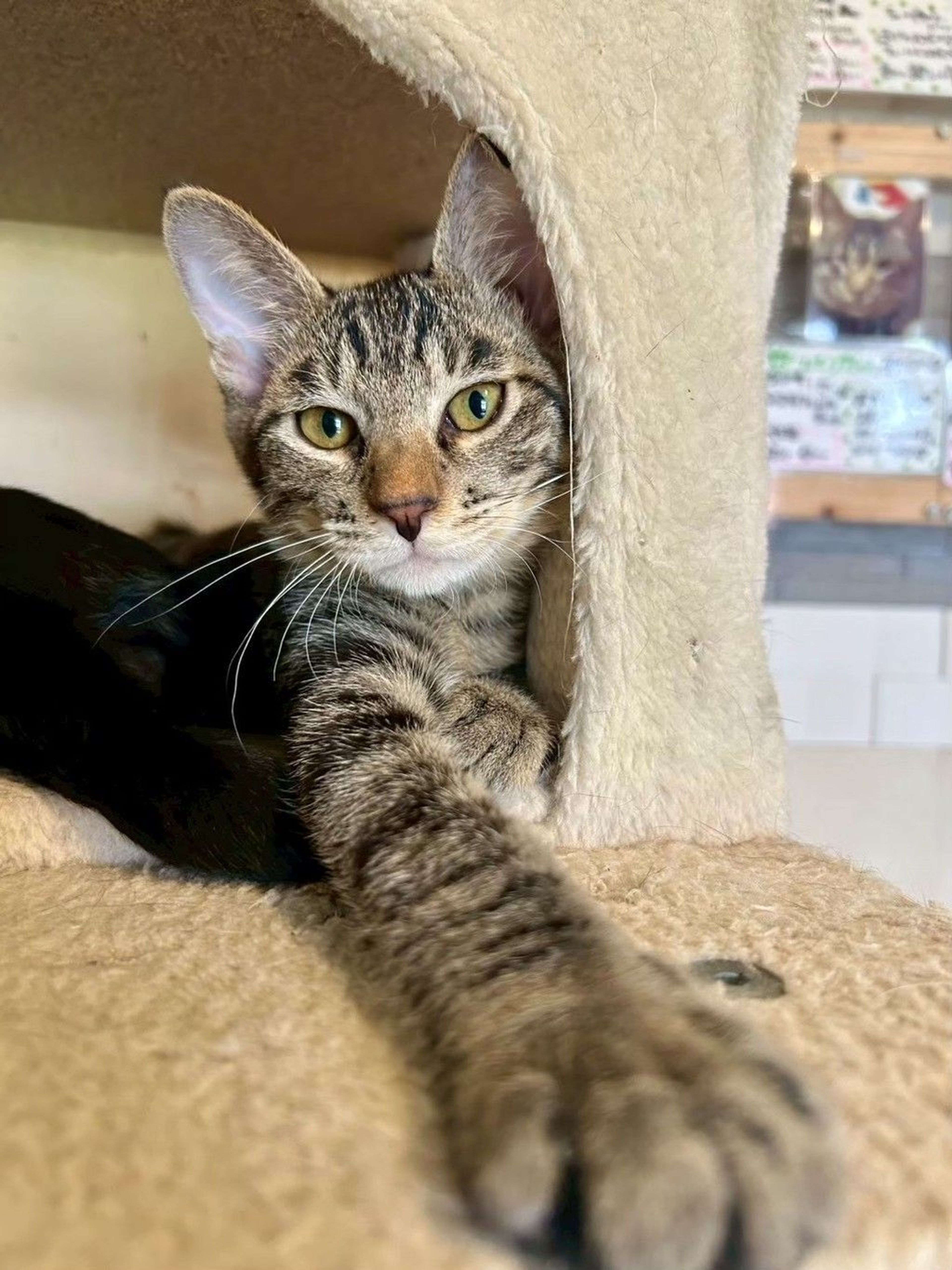 雑種（ミックス猫）・オスの里親募集の写真