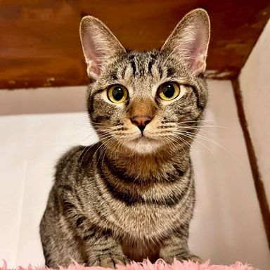 雑種（ミックス猫）・オスの里親募集の写真