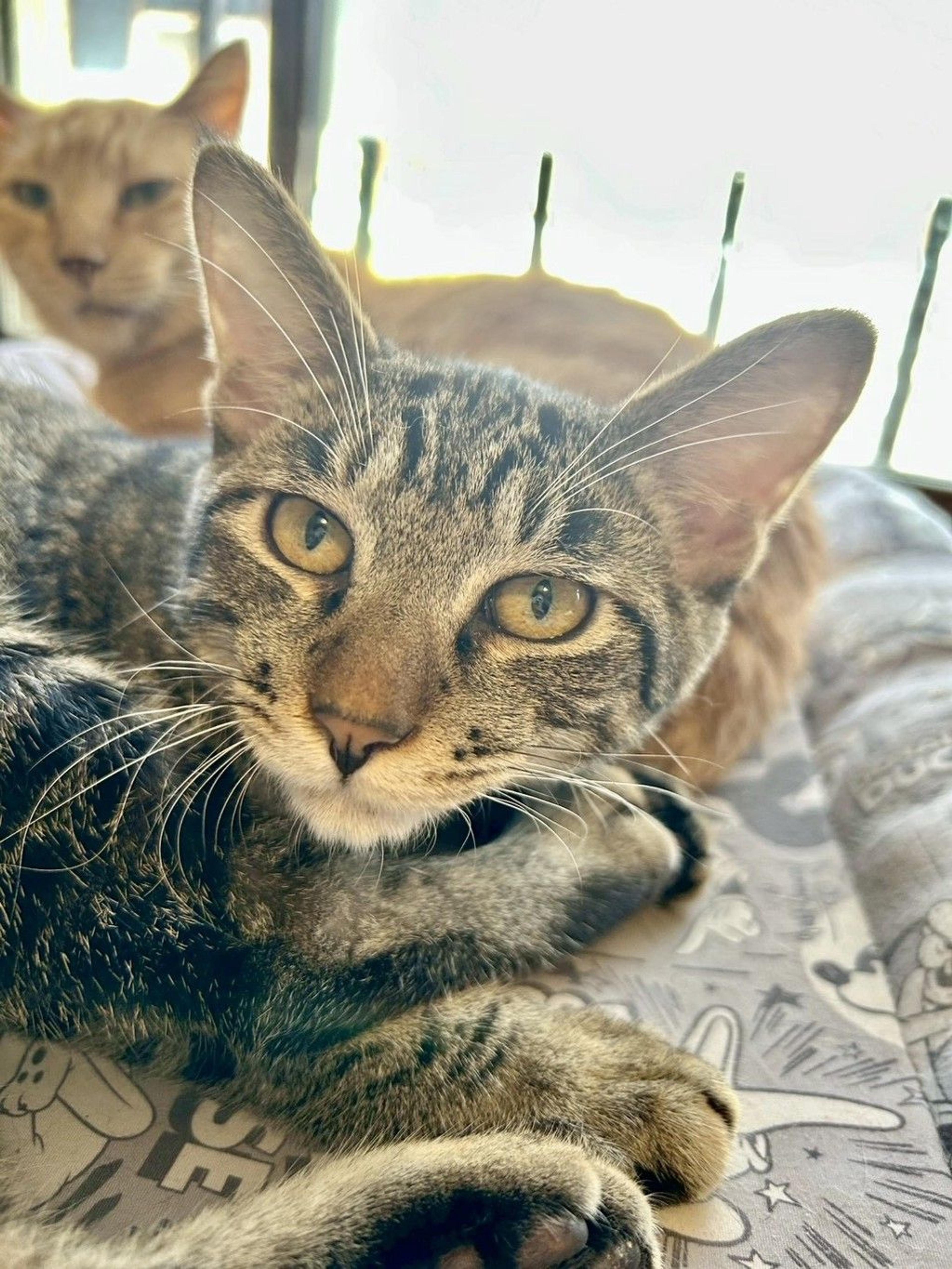 pet-image-6