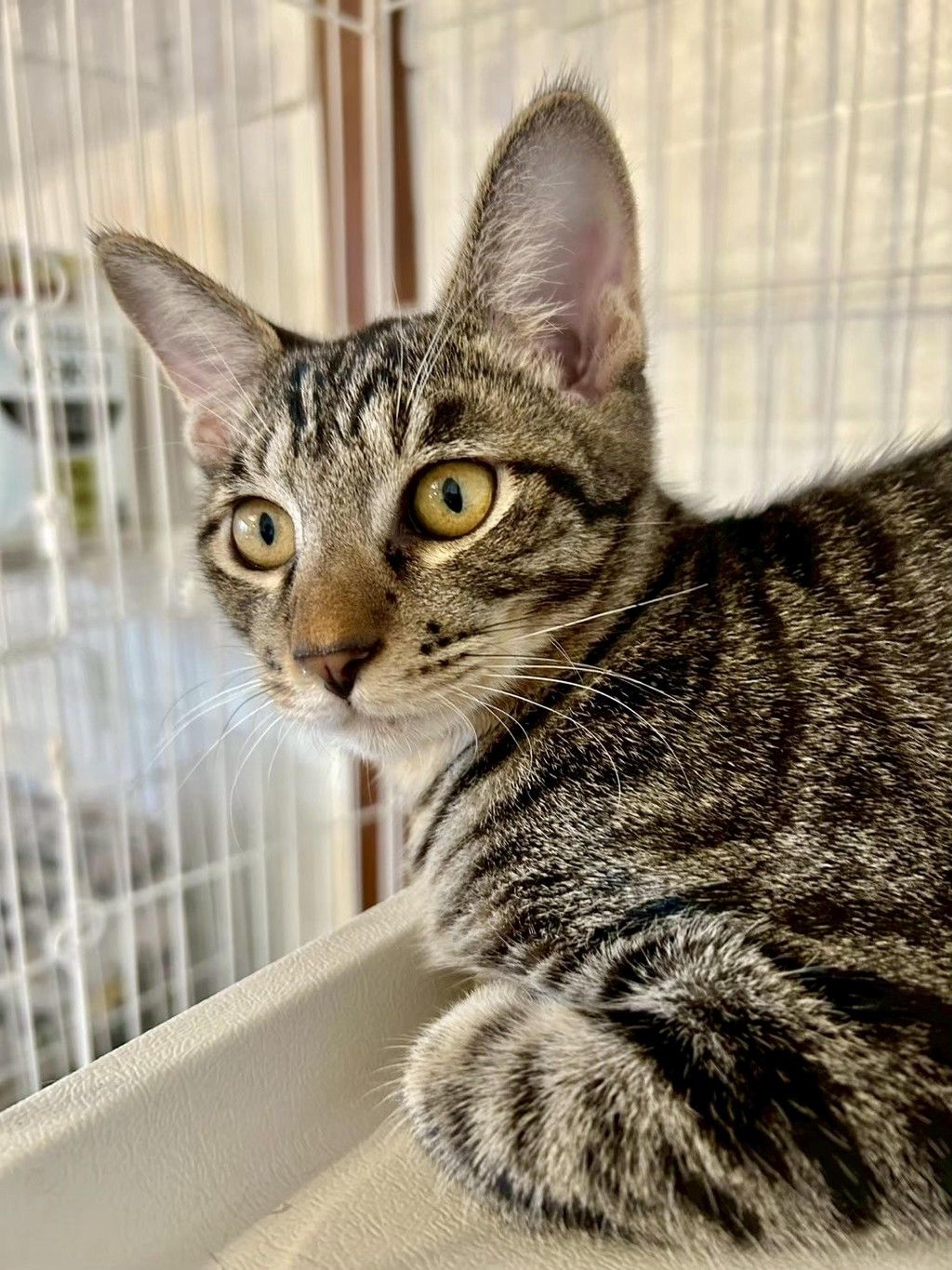 pet-image-8