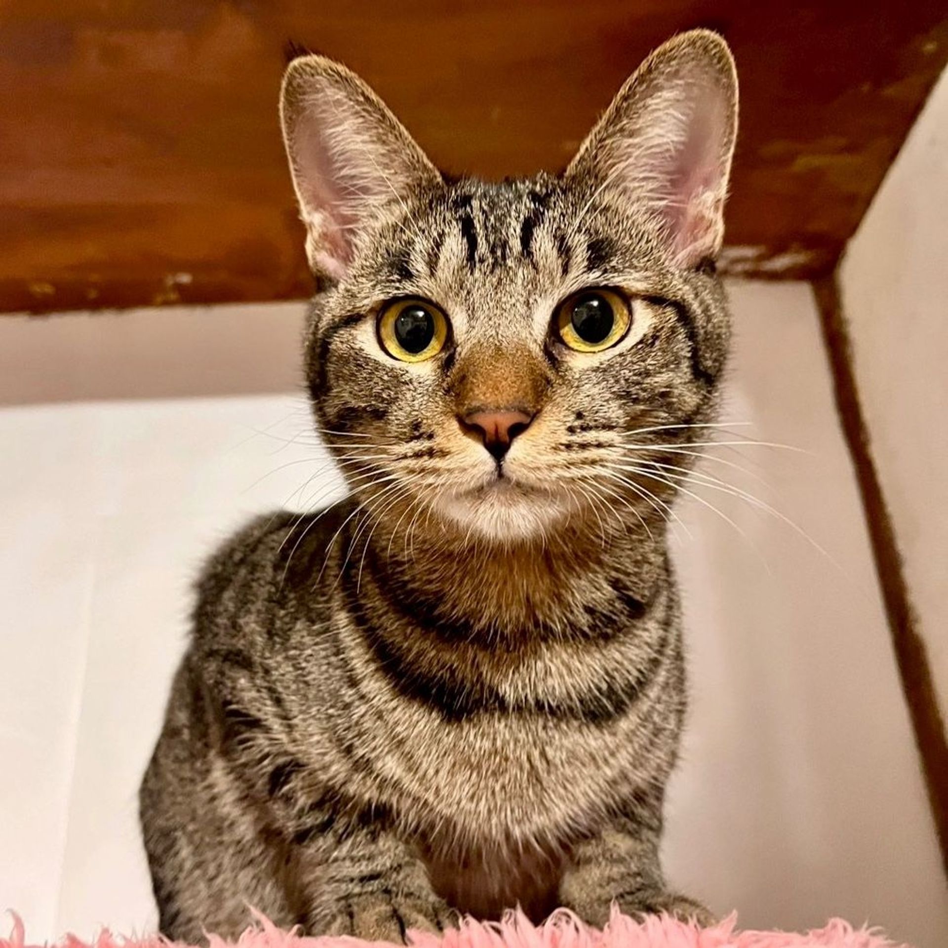雑種（ミックス猫）・オスの里親募集の写真