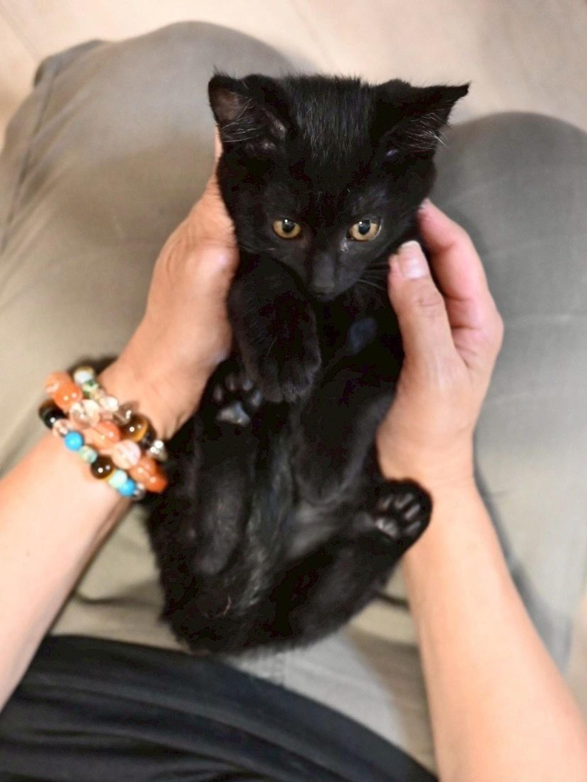 pet-image-6