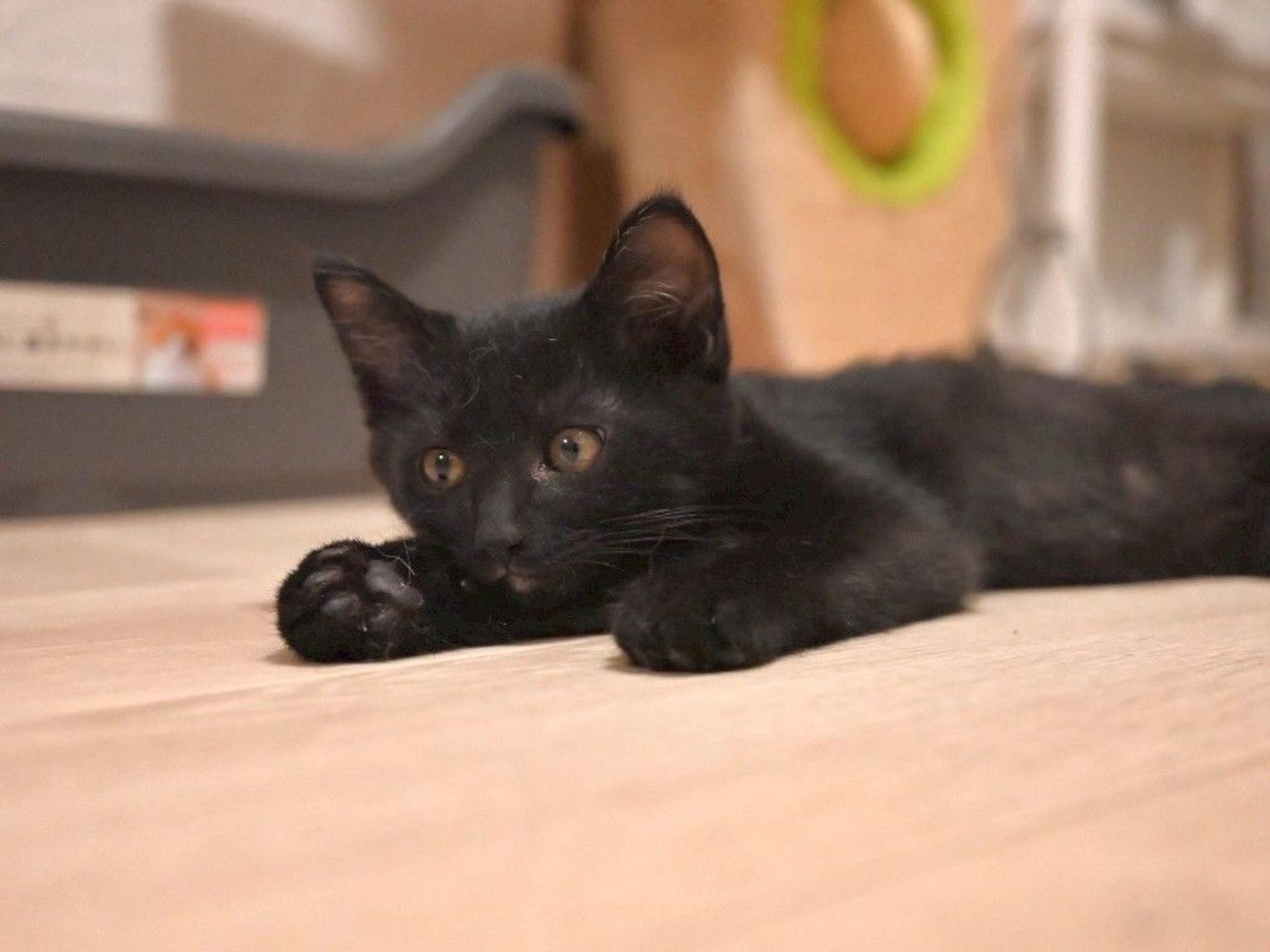 pet-image-2
