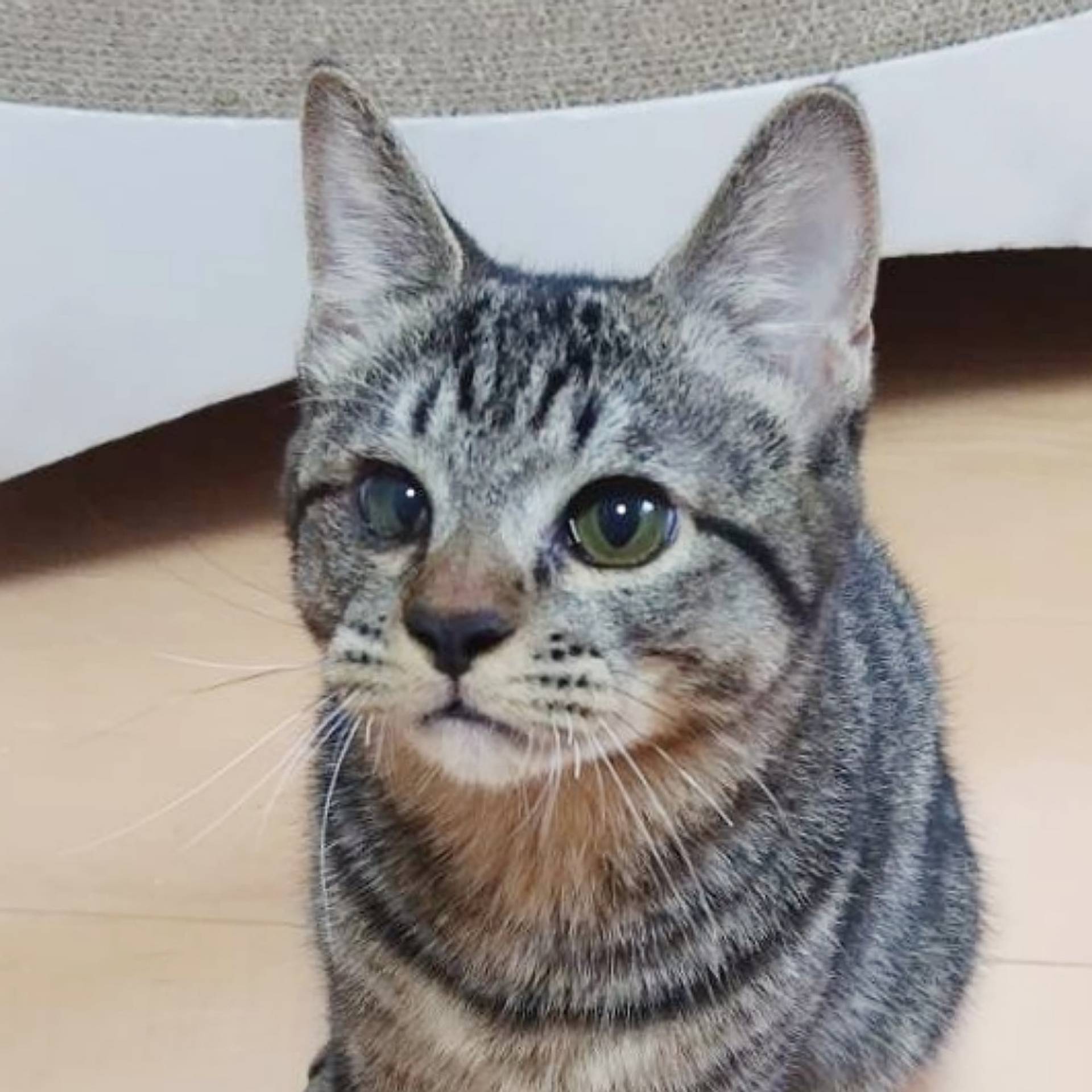 雑種（ミックス猫）・オスの里親募集の写真