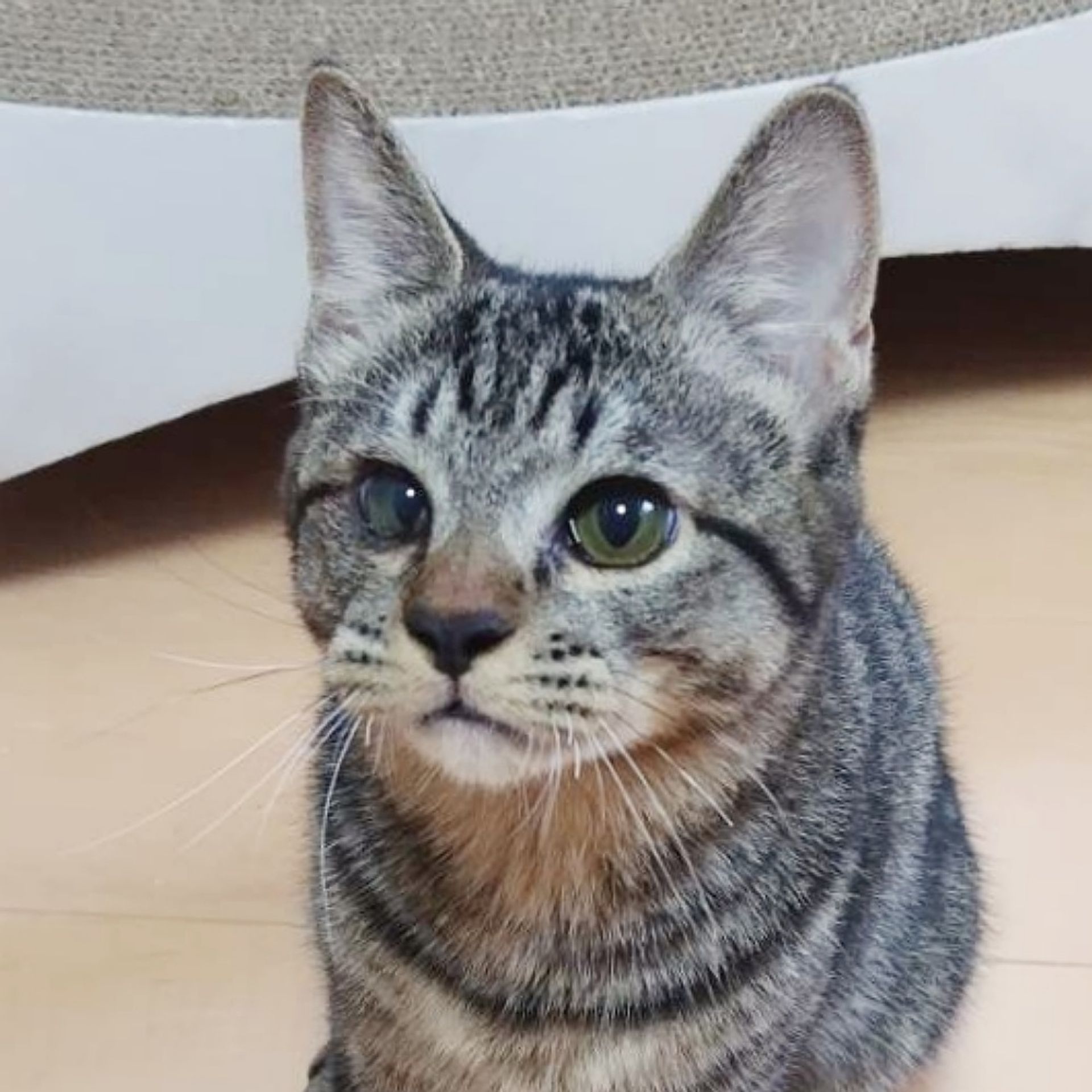 雑種（ミックス猫）・オスの里親募集の写真