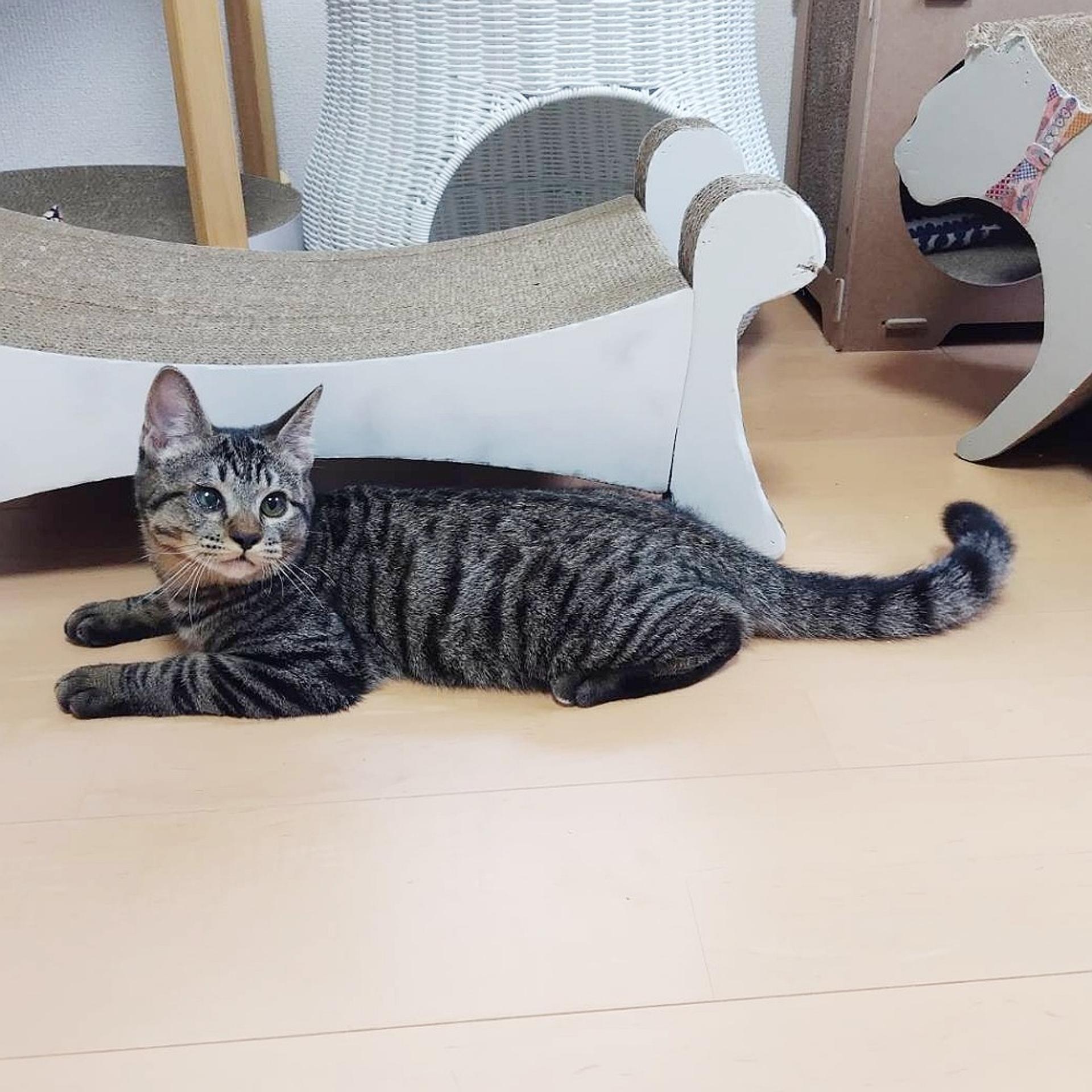 pet-image-6