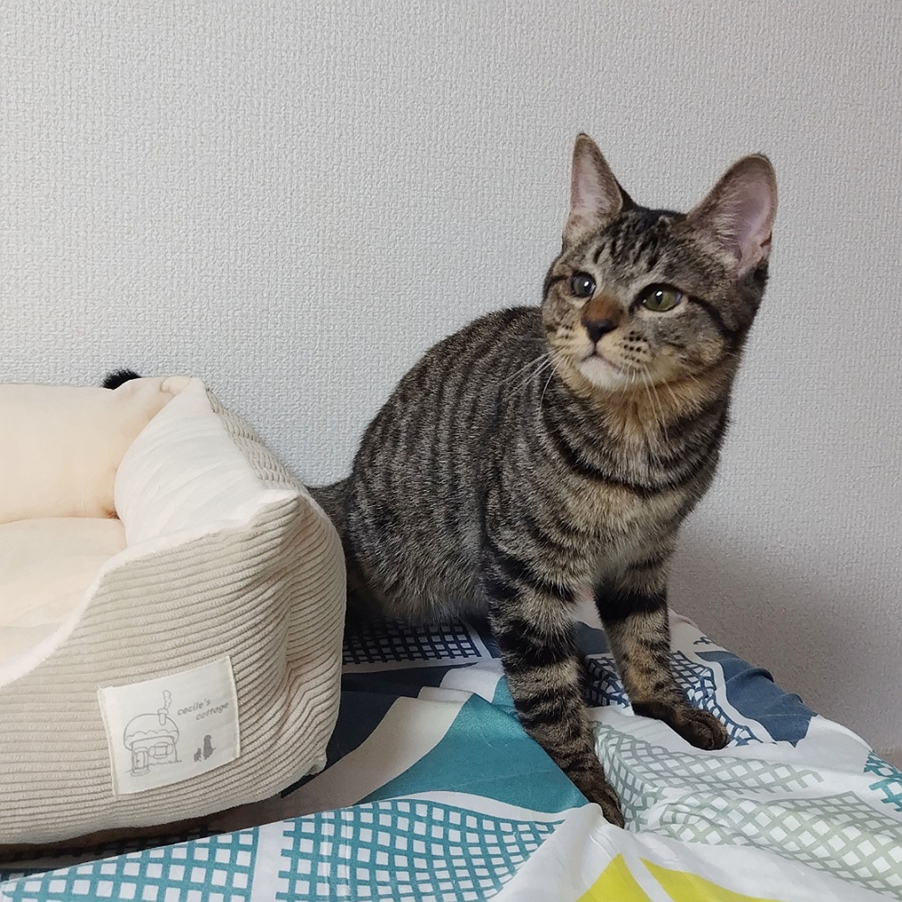 image-6