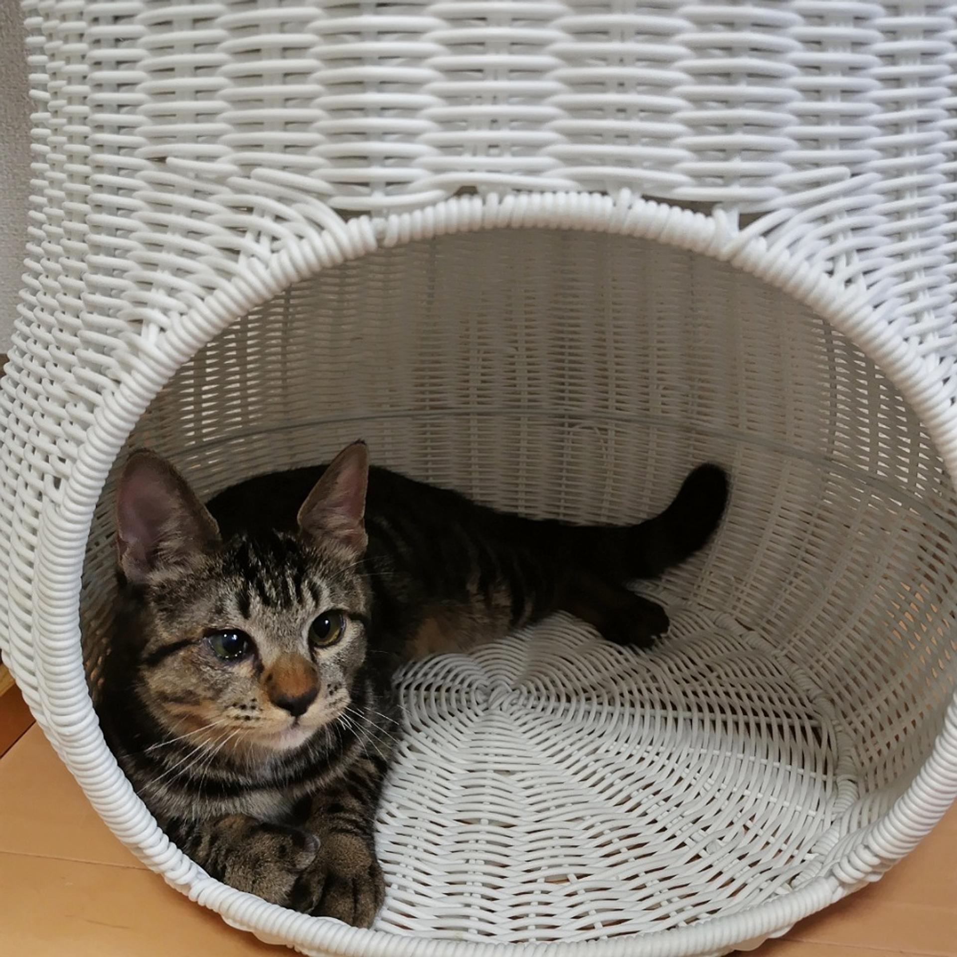 pet-image-5