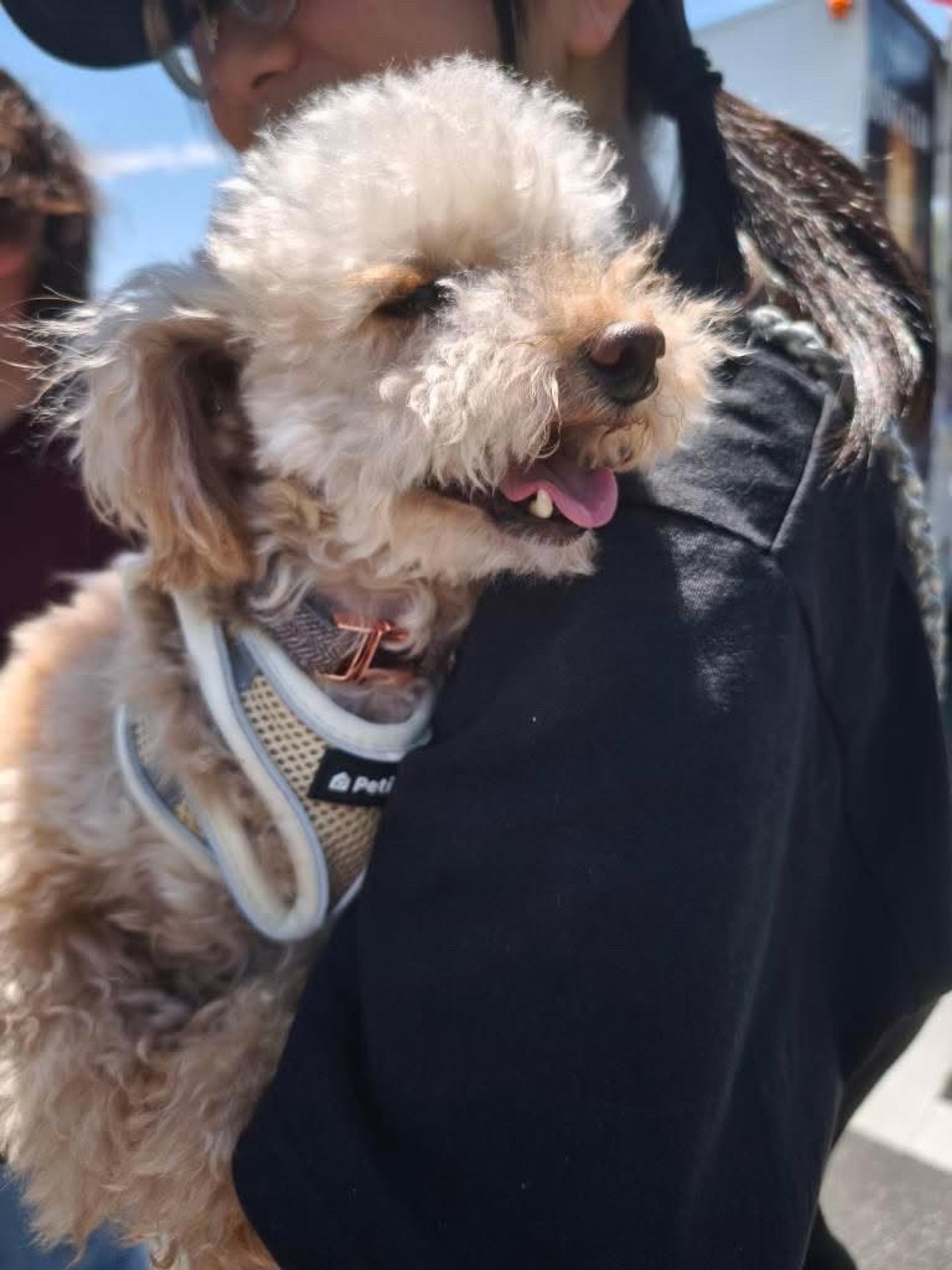 pet-image-4