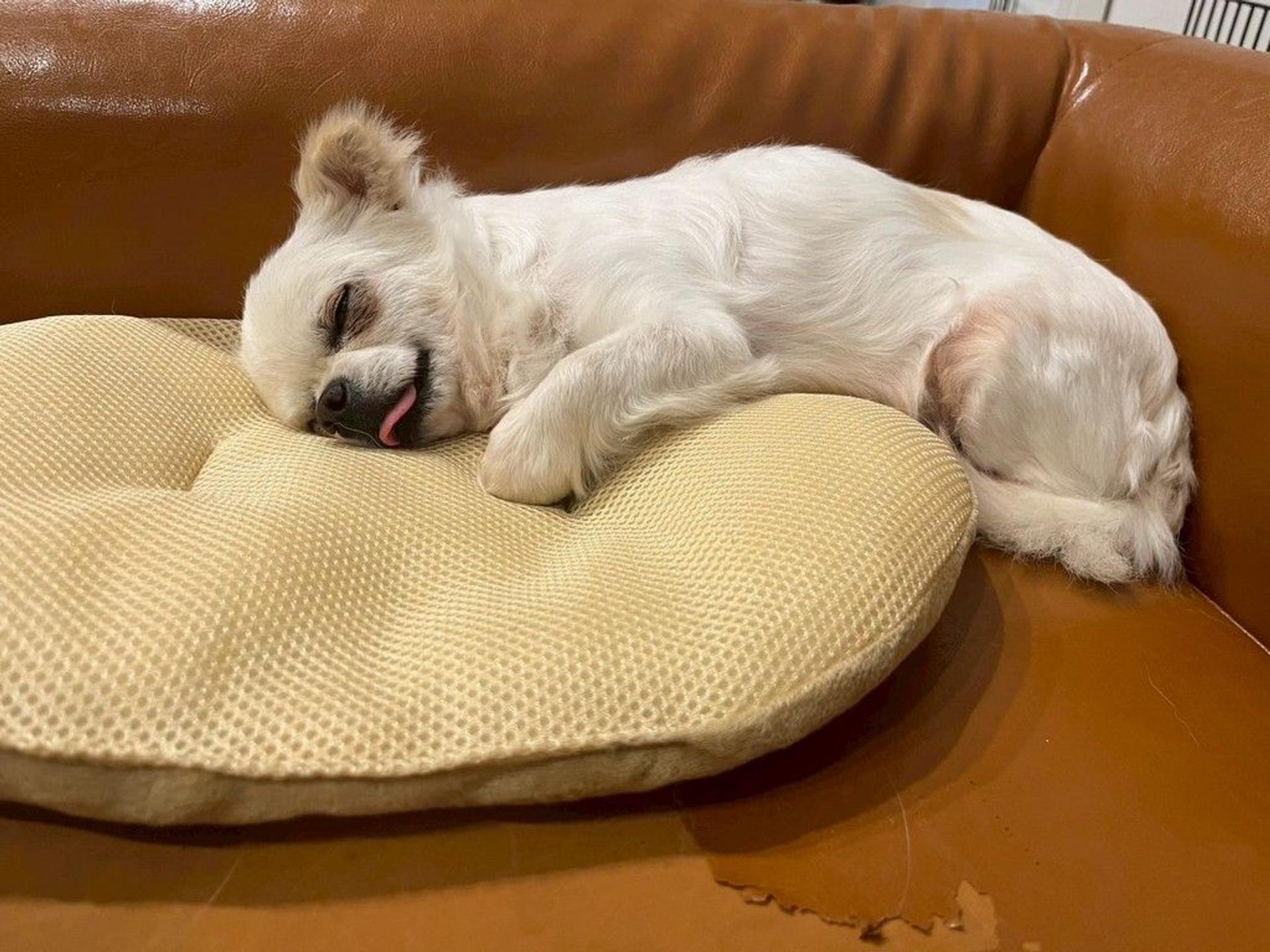 pet-image-5
