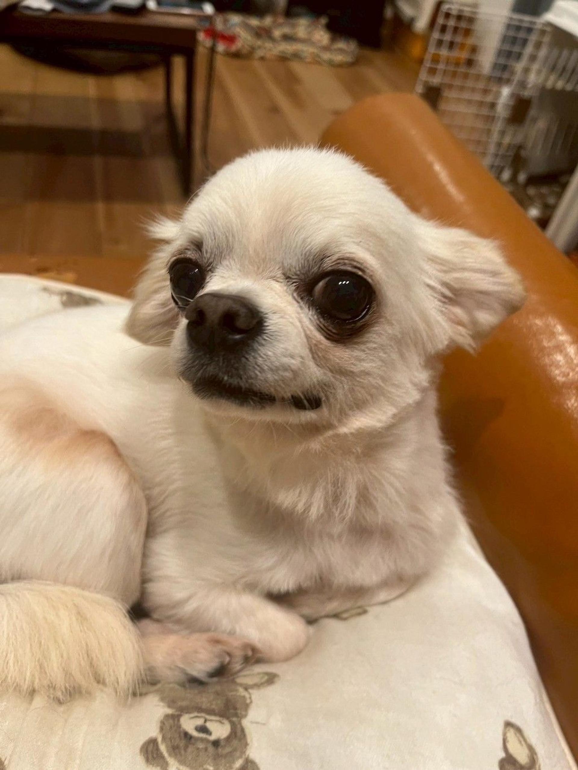 pet-image-2